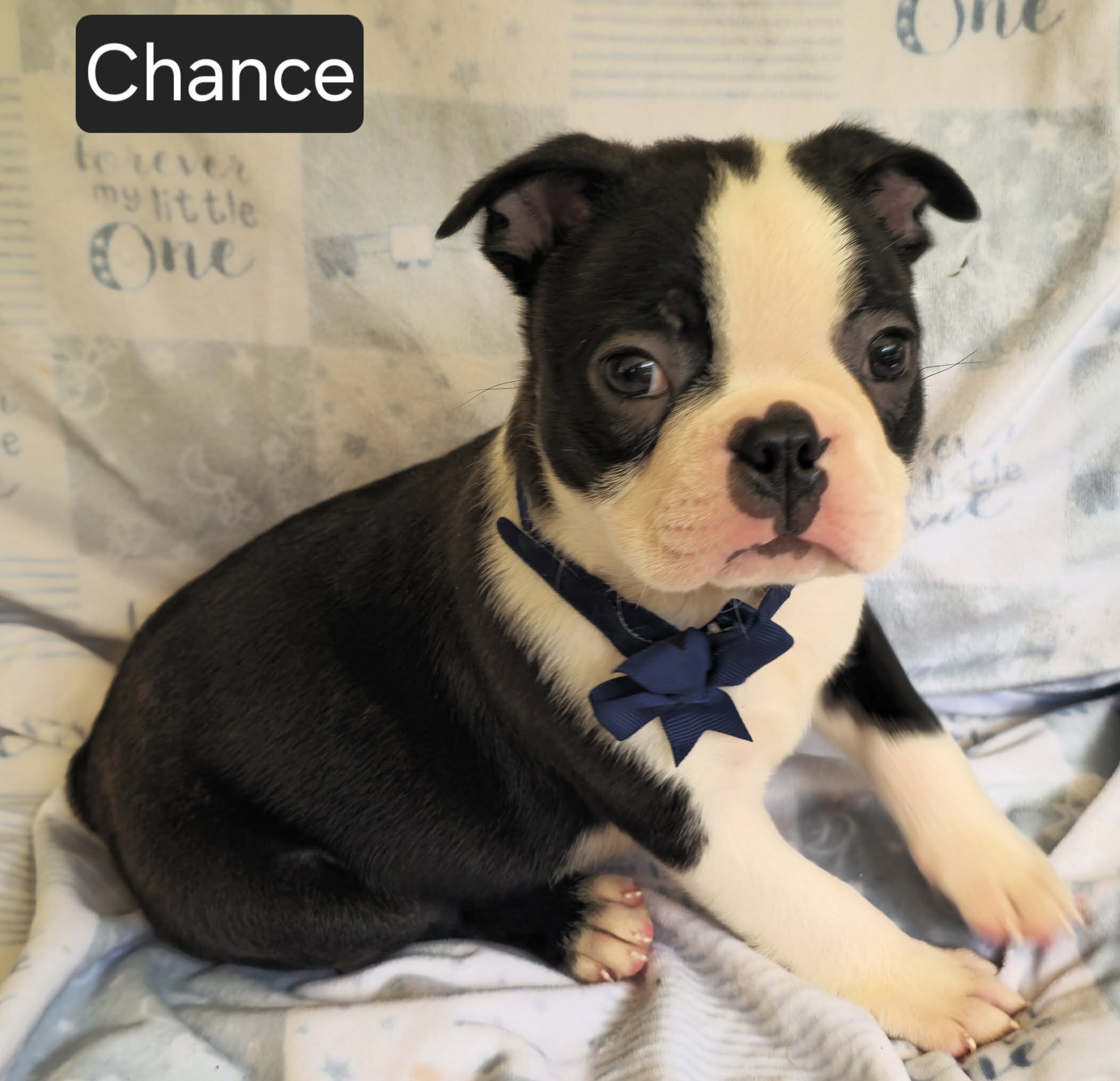 Chance image 6
