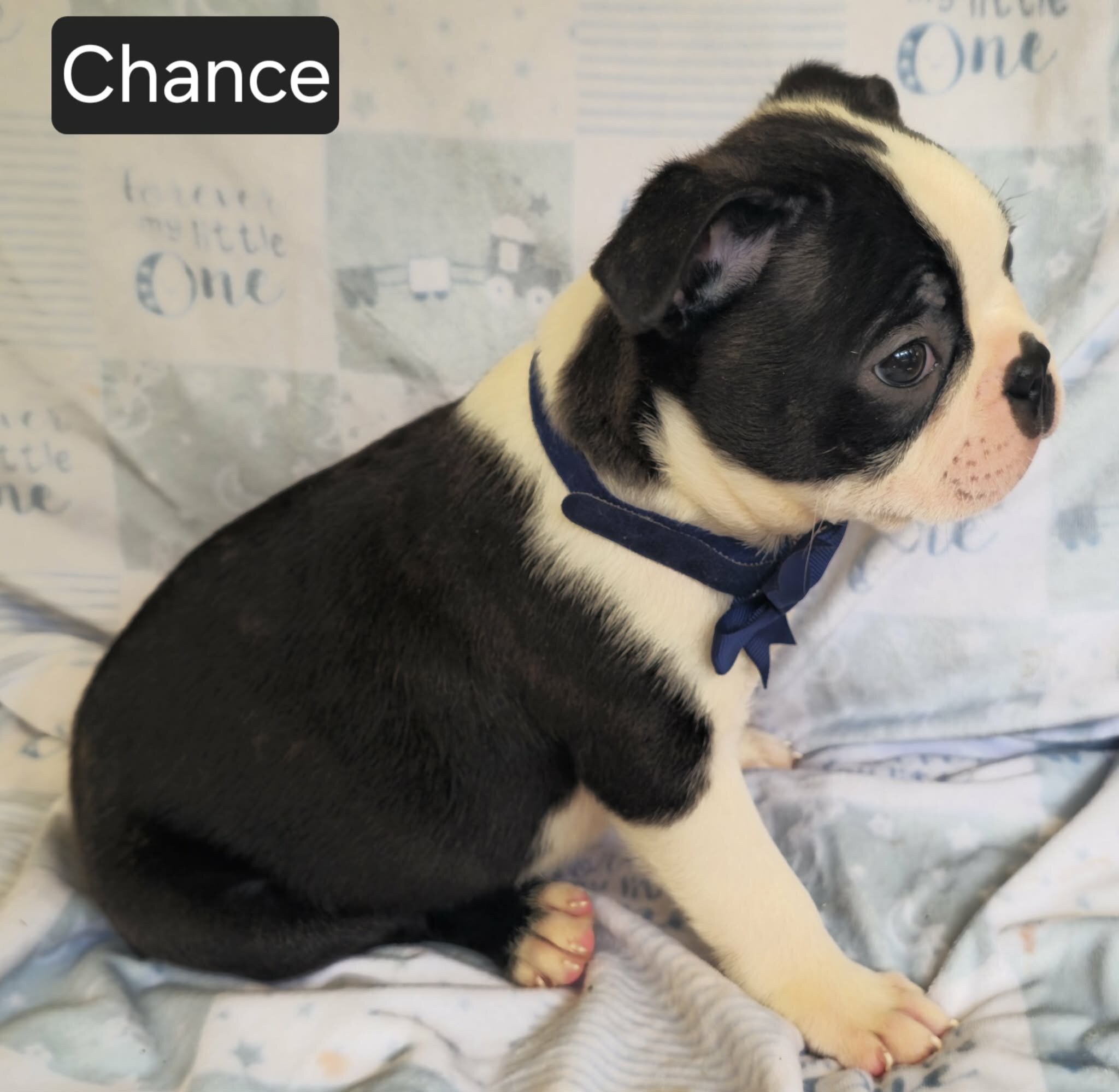 Chance image 5