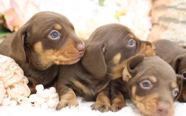 KC Miniature Dachshund Puppies Miniature Dachshund image 5
