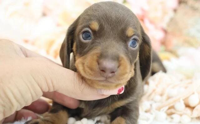 KC Miniature Dachshund Puppies Miniature Dachshund image 1