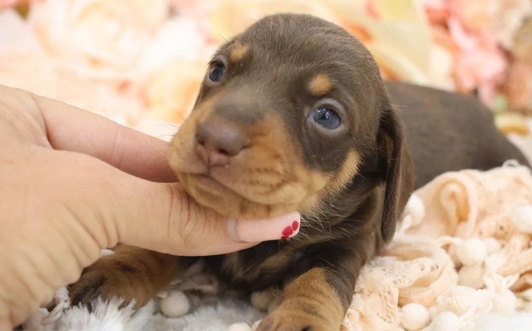 KC Miniature Dachshund Puppies Miniature Dachshund image 6