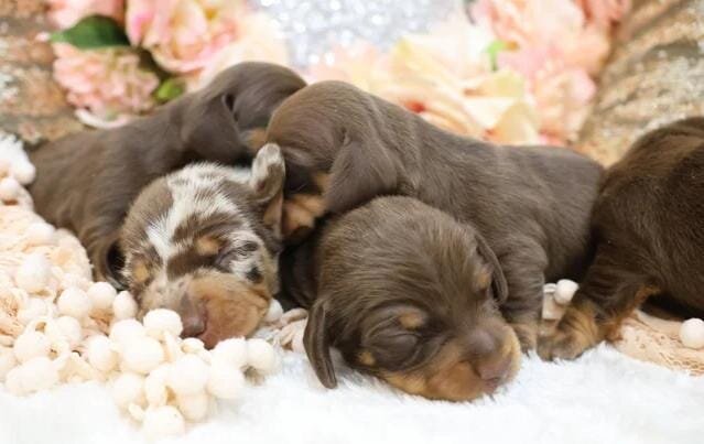 KC Miniature Dachshund Puppies Miniature Dachshund image 8