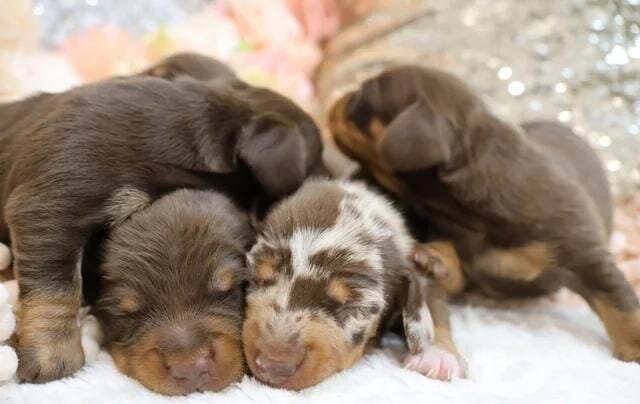 KC Miniature Dachshund Puppies Miniature Dachshund image 9