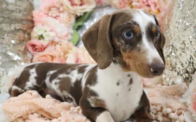 KC Miniature Dachshund Puppies Miniature Dachshund image 7