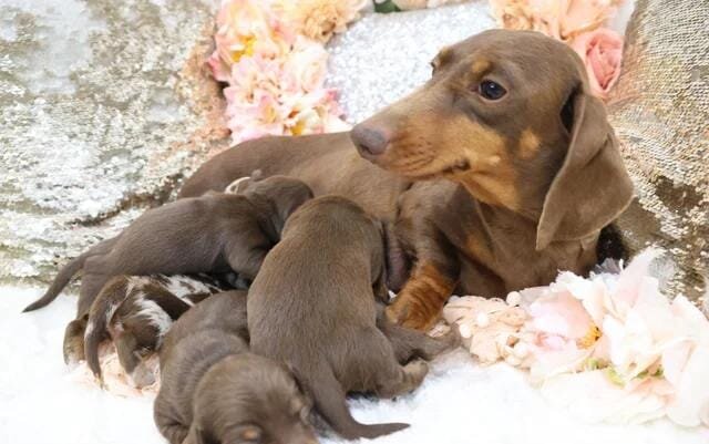 KC Miniature Dachshund Puppies Miniature Dachshund image 10