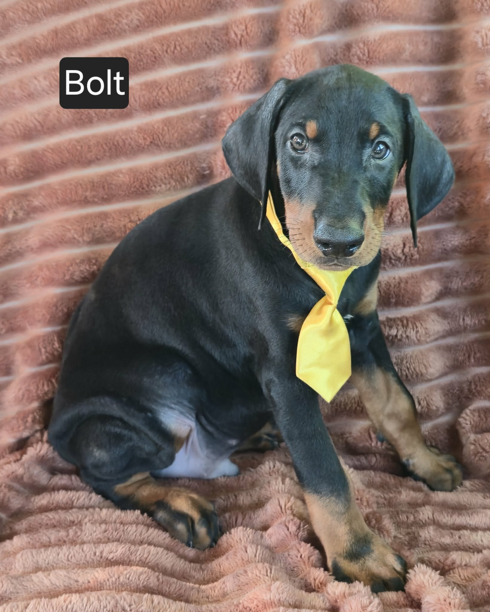 Bolt image 3