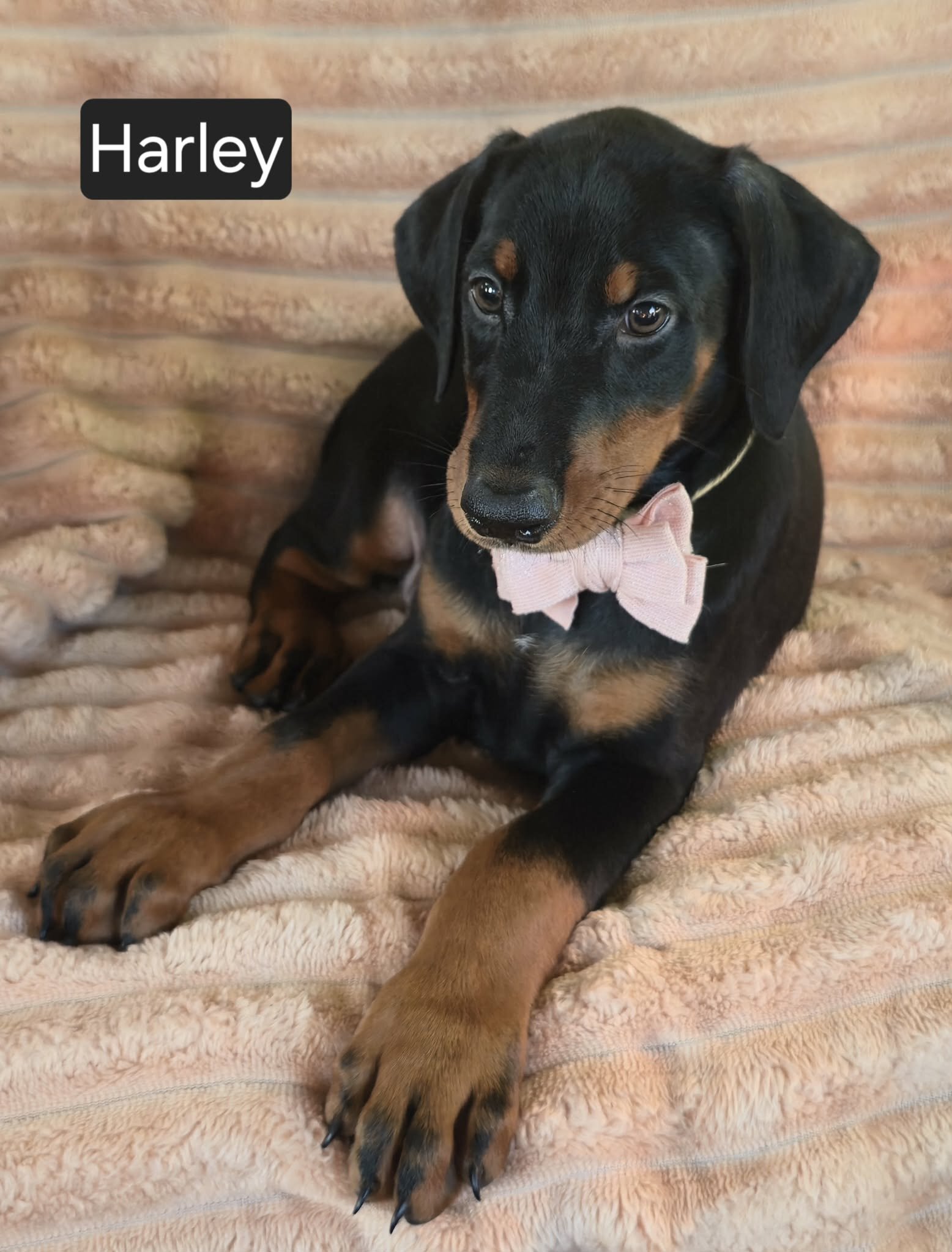 Harley image 1