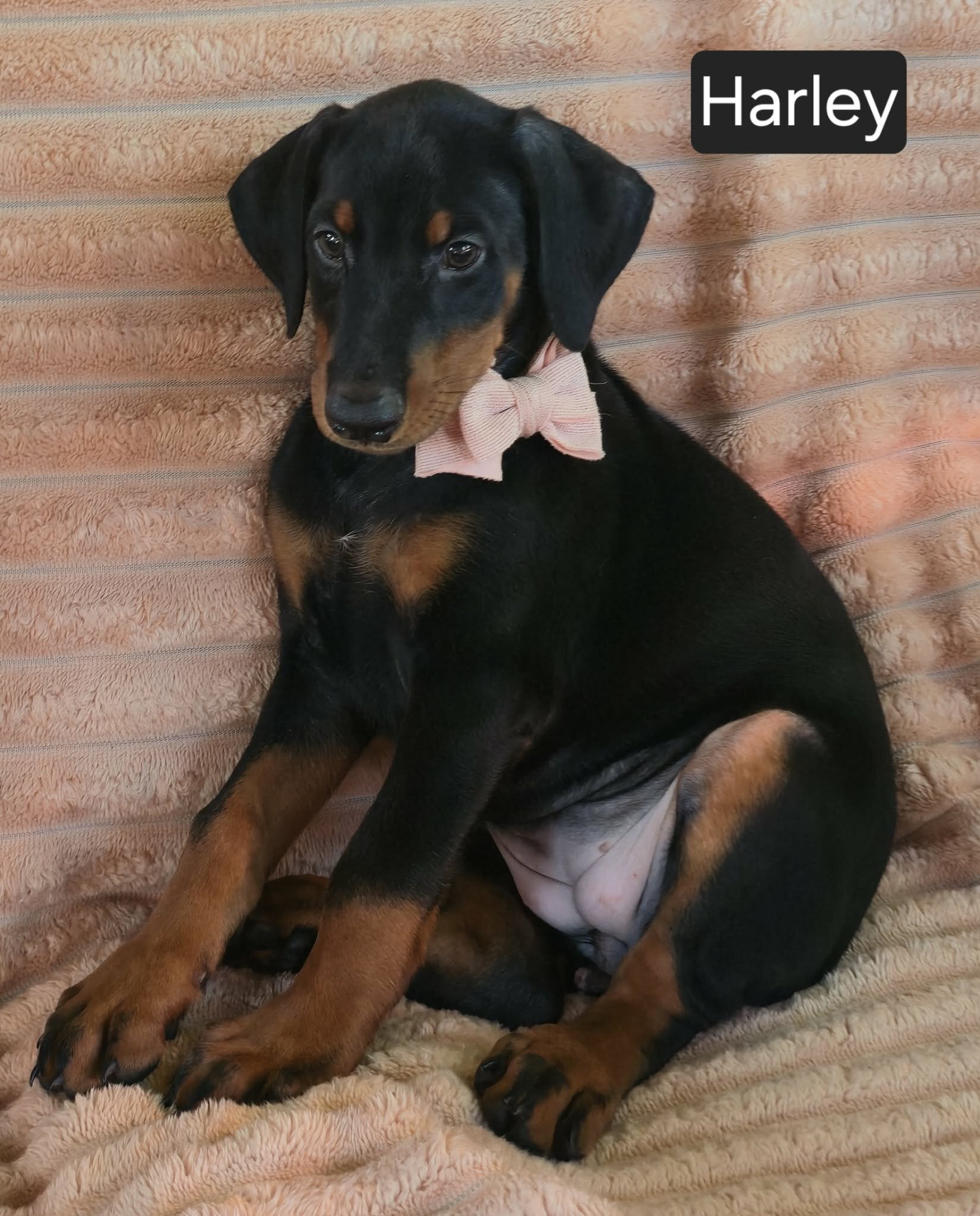 Harley image 4