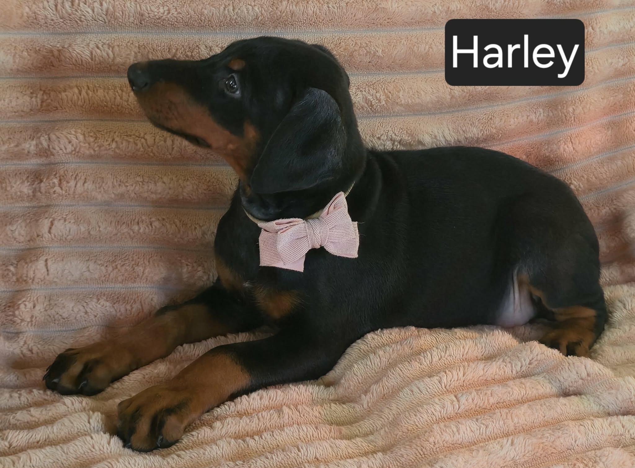 Harley image 5