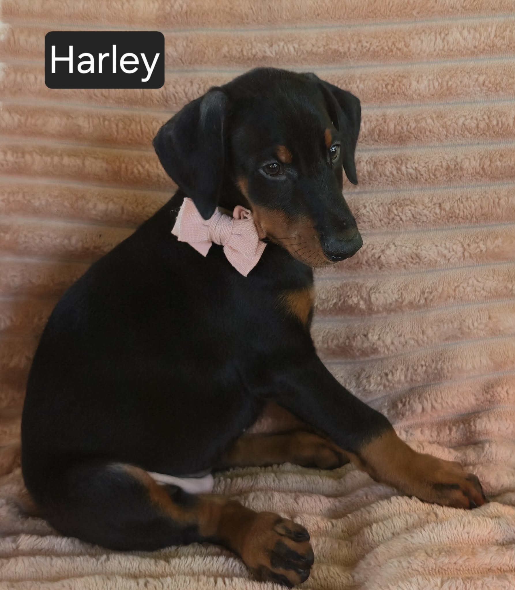 Harley image 3