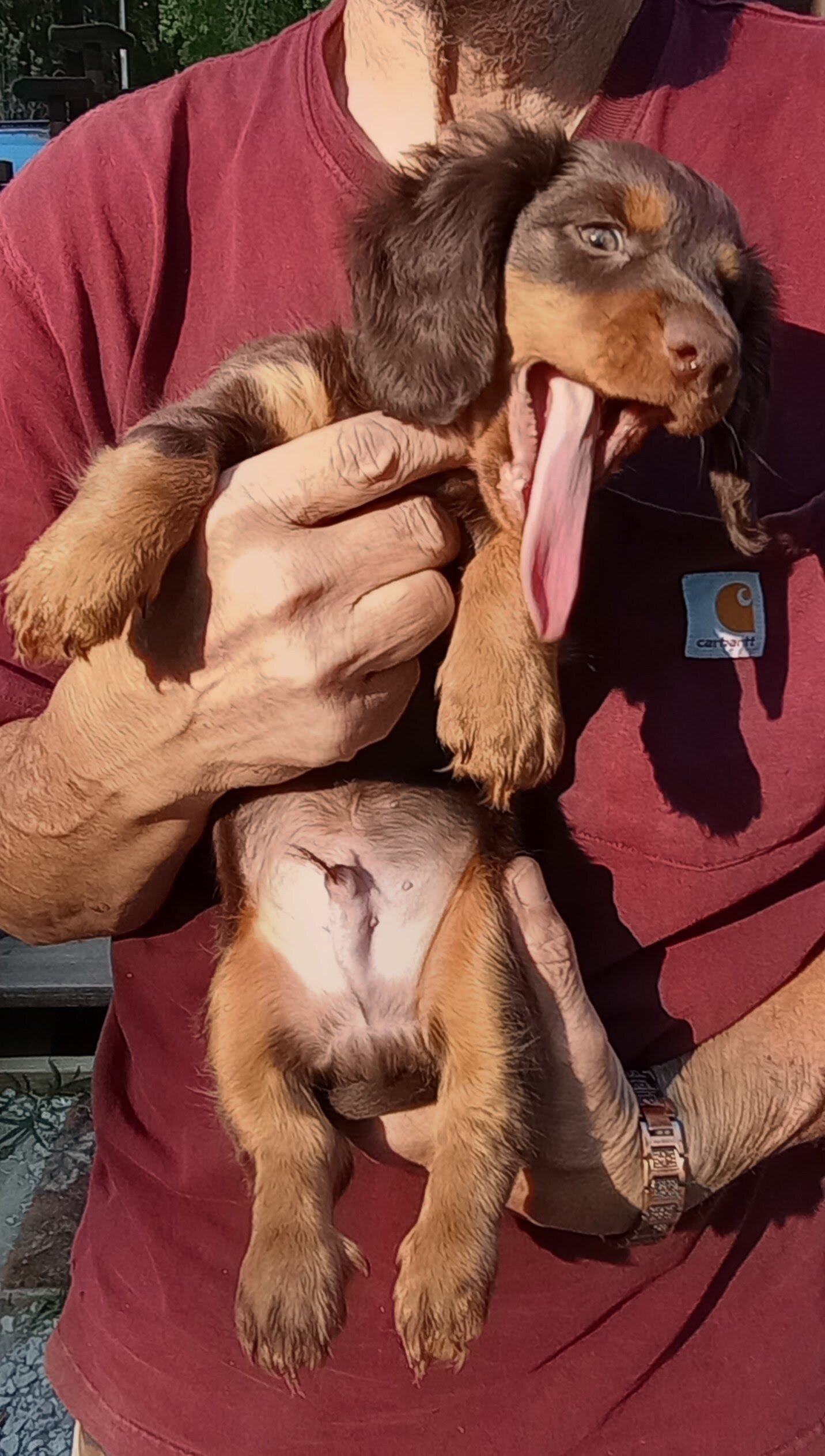 MINI DACHSHUND LONG HAIR CHOC BROWN MALE PUPPY image 10