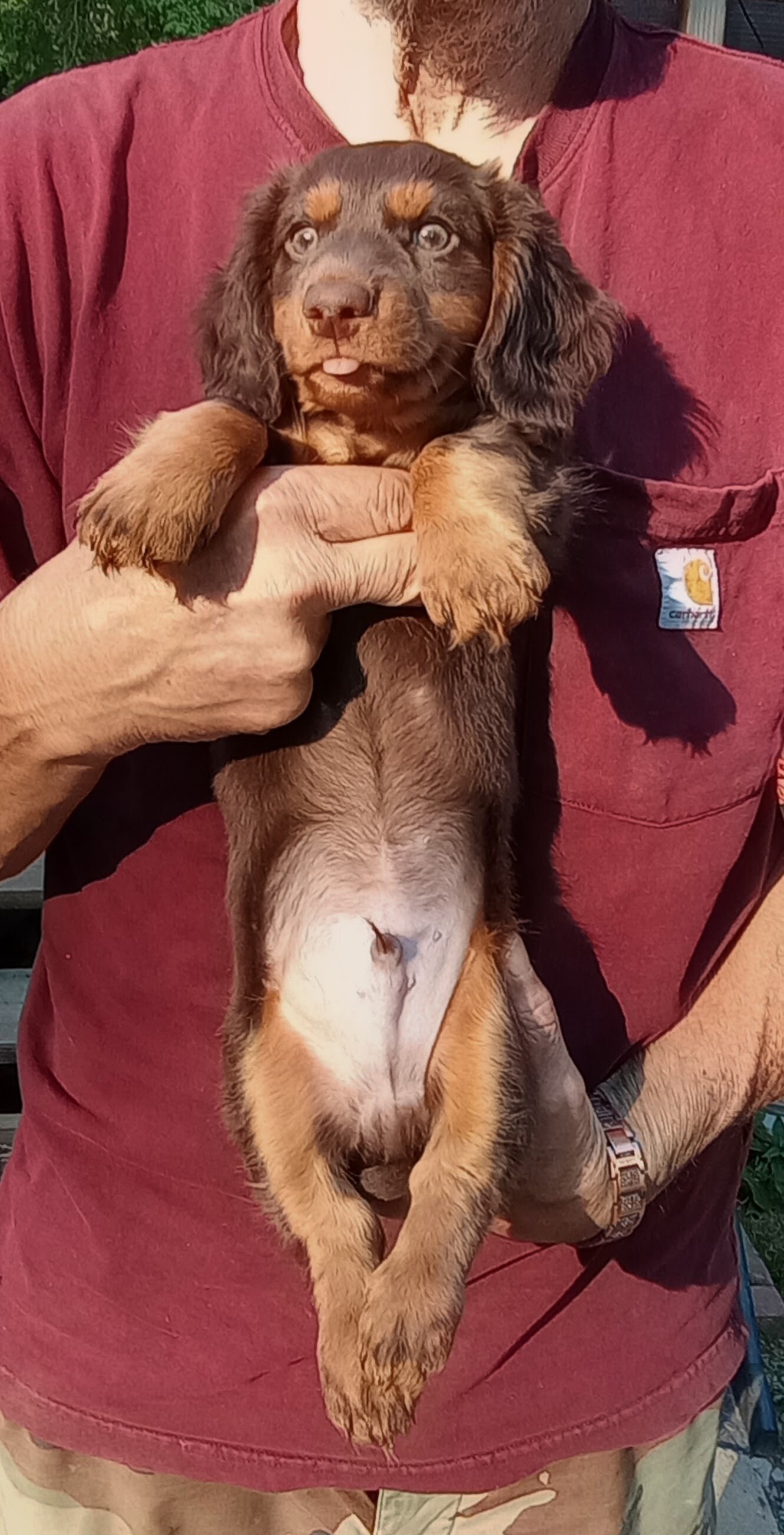MINI DACHSHUND LONG HAIR CHOC BROWN MALE PUPPY image 6
