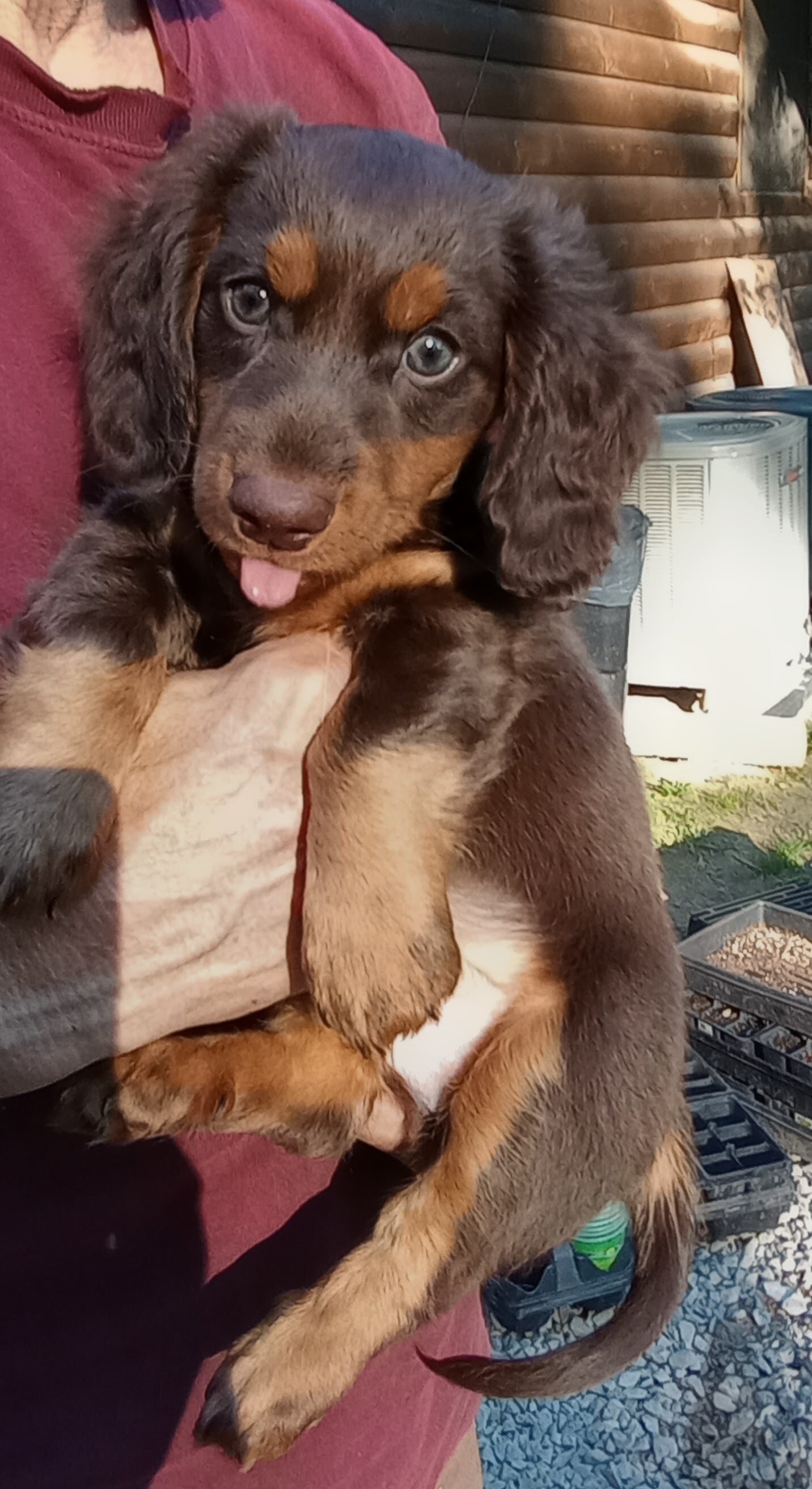 MINI DACHSHUND LONG HAIR CHOC BROWN MALE PUPPY image 8