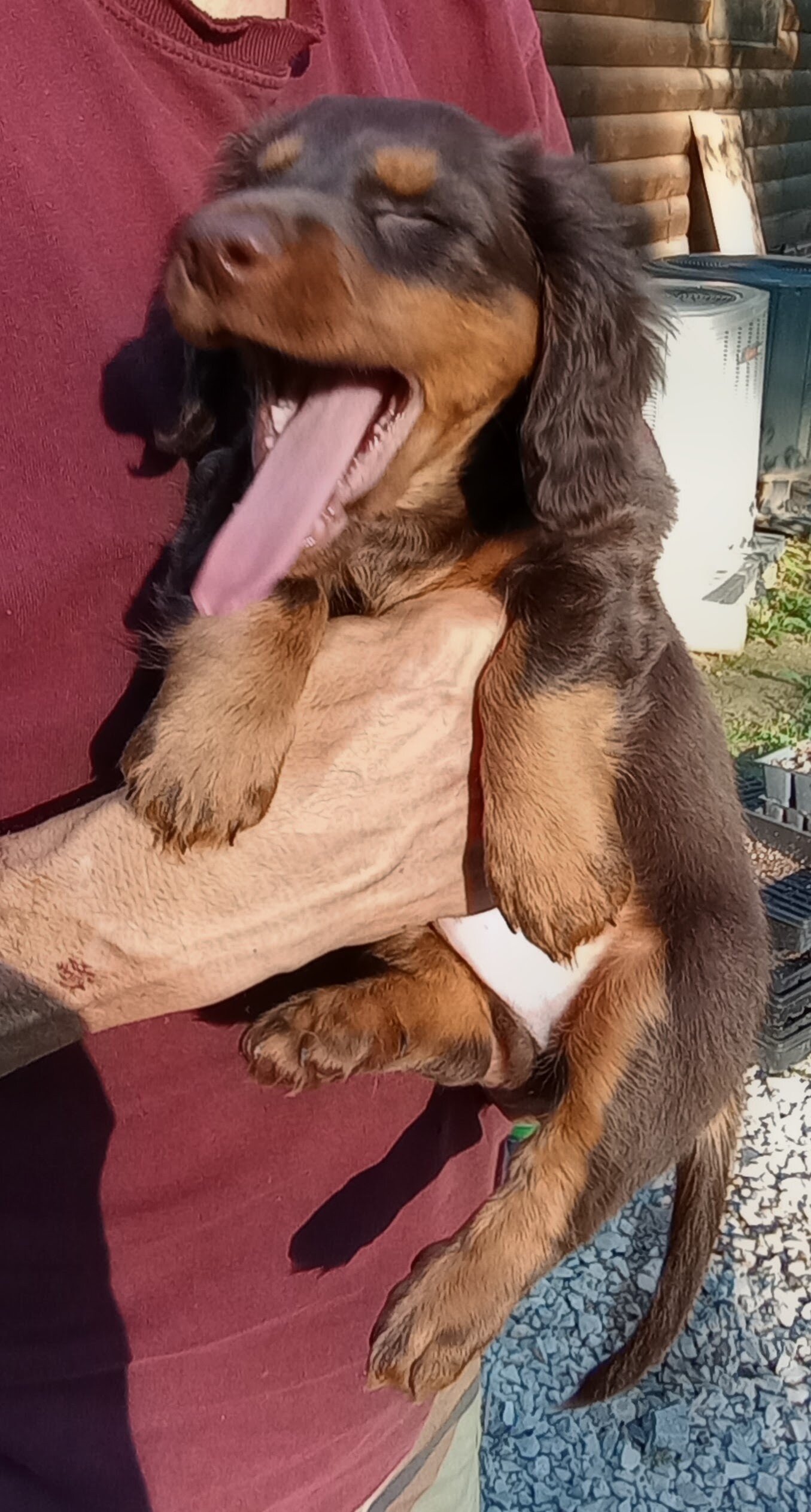 MINI DACHSHUND LONG HAIR CHOC BROWN MALE PUPPY image 9