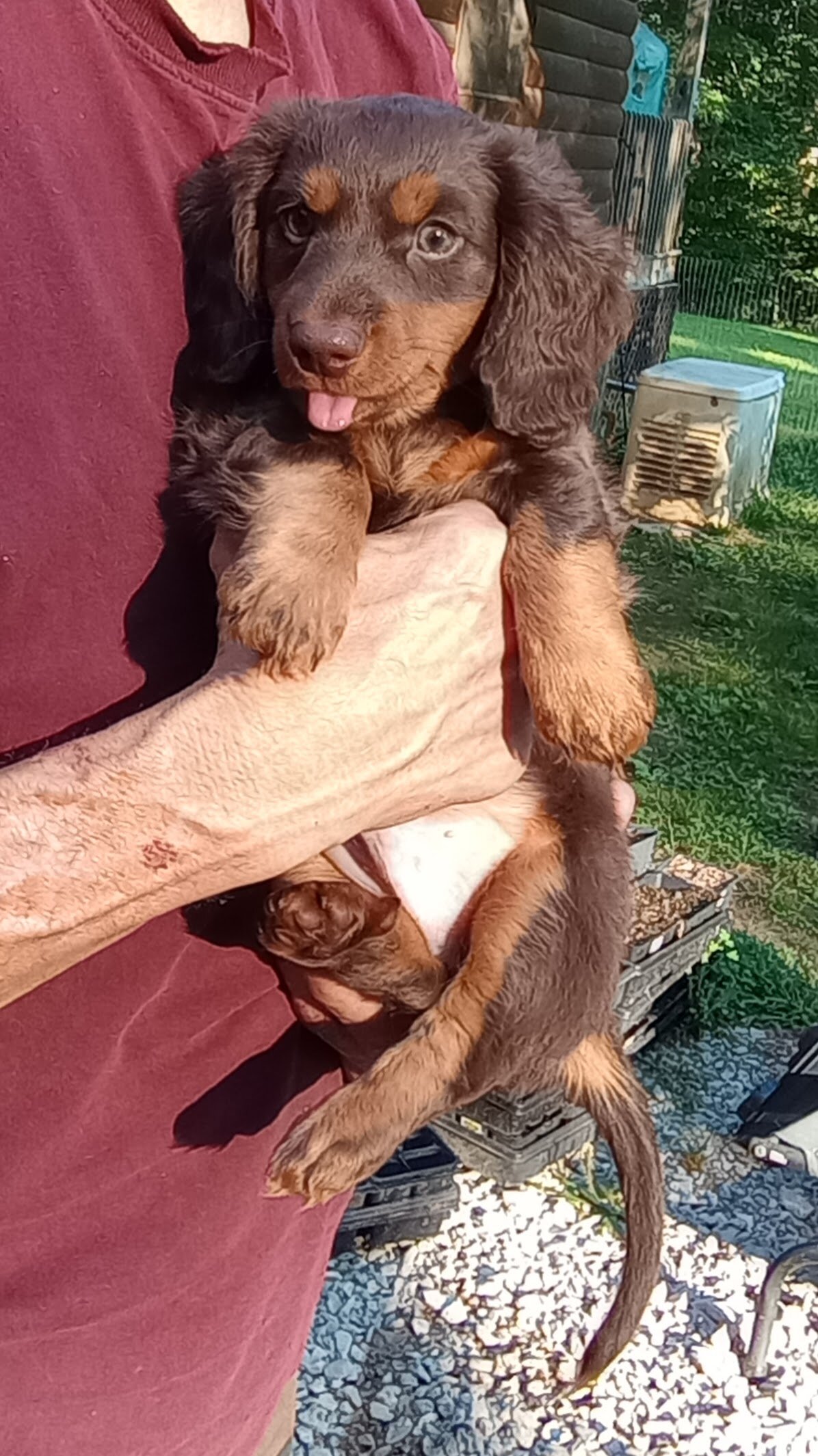 MINI DACHSHUND LONG HAIR CHOC BROWN MALE PUPPY image 7