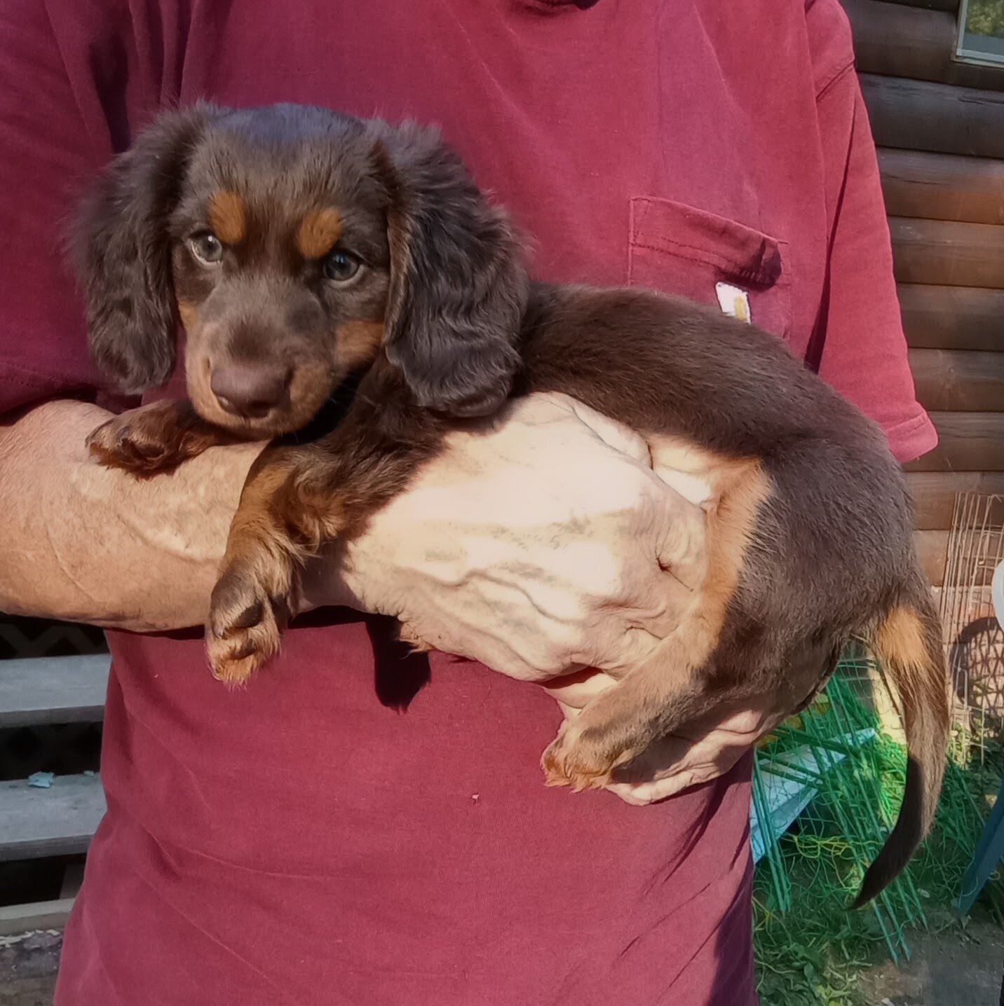 MINI DACHSHUND LONG HAIR CHOC BROWN MALE PUPPY image 4