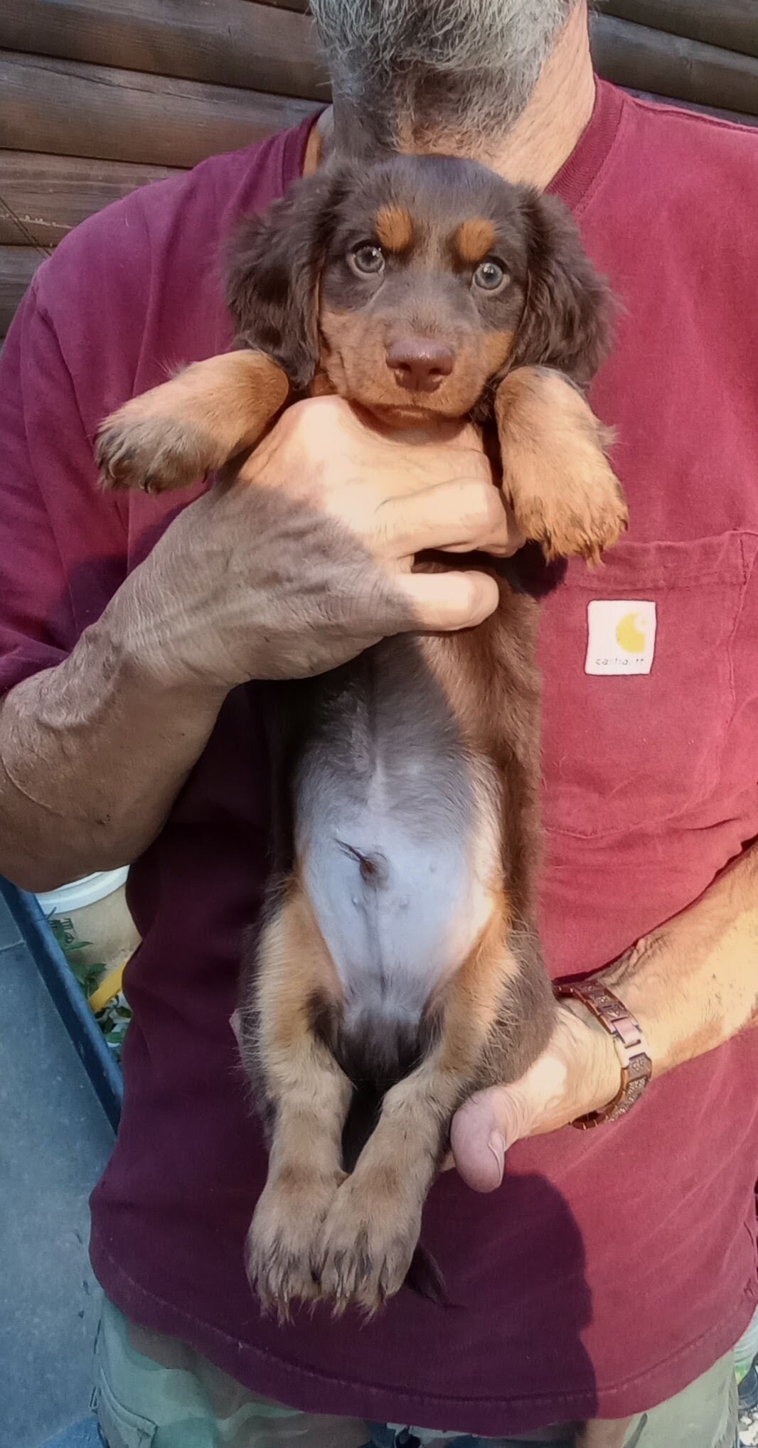 MINI DACHSHUND LONG HAIR CHOC BROWN MALE PUPPY image 5