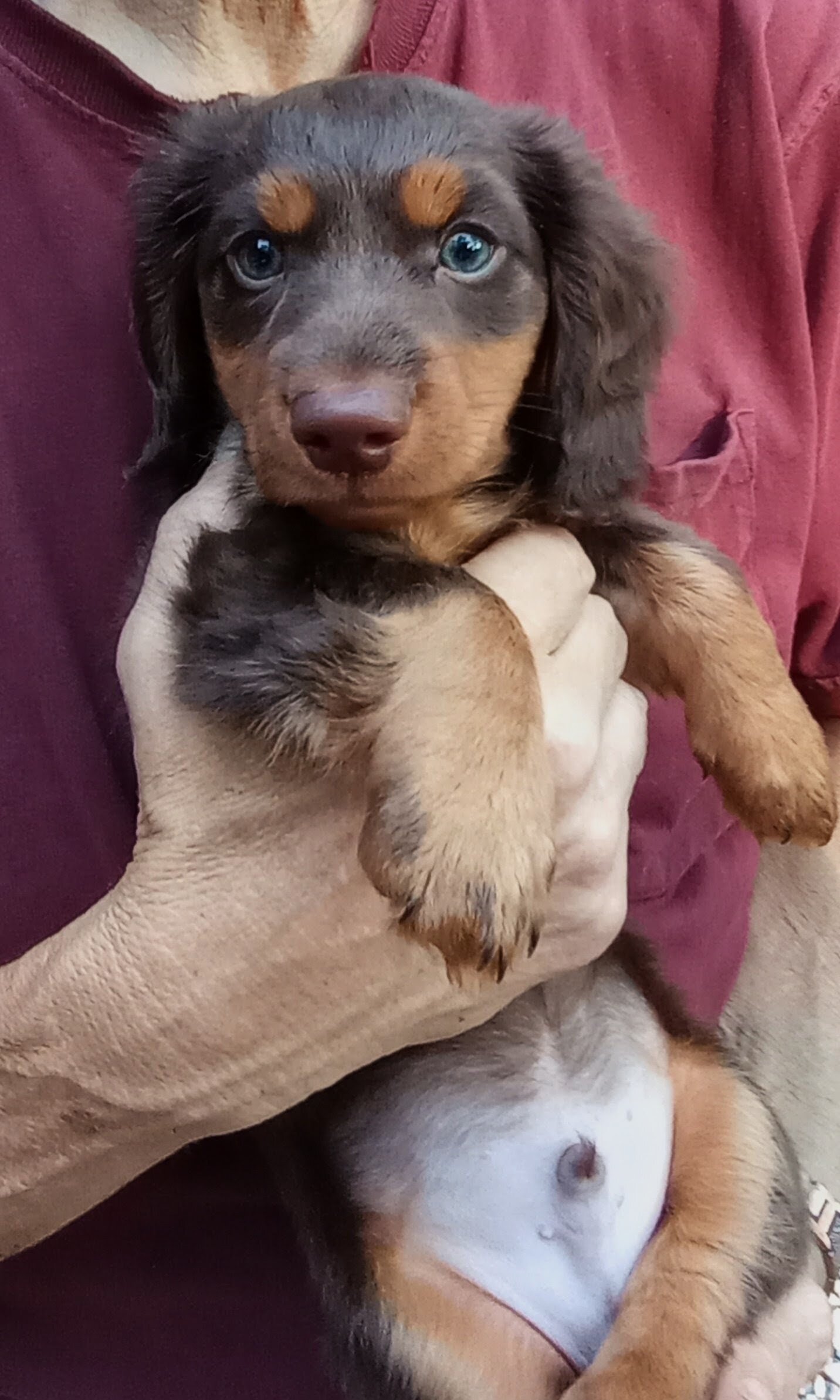MINI DACHSHUND LONG HAIR CHOC BROWN MALE PUPPY image 3