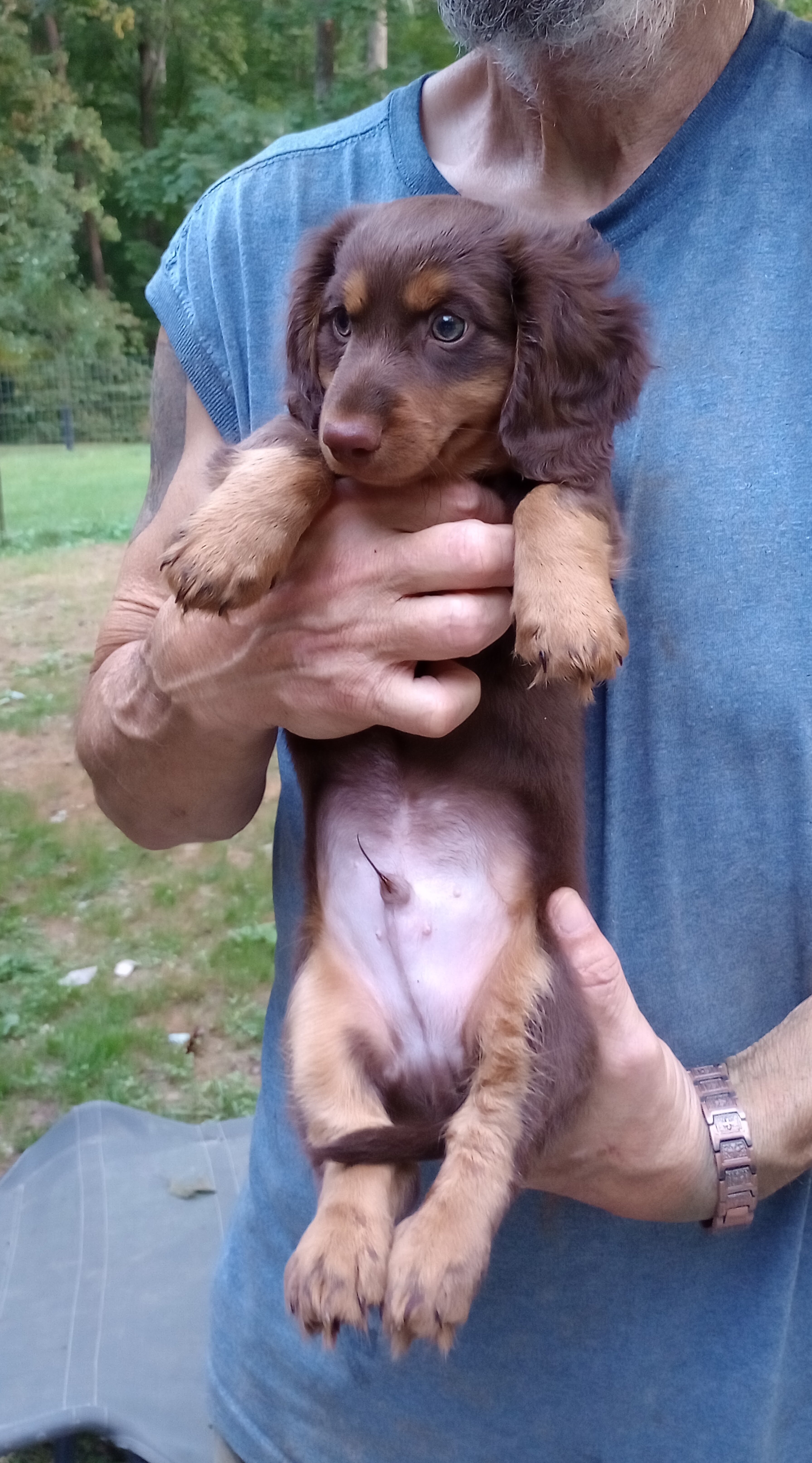 MINI DACHSHUND LONG HAIR CHOC BROWN MALE PUPPY image 2