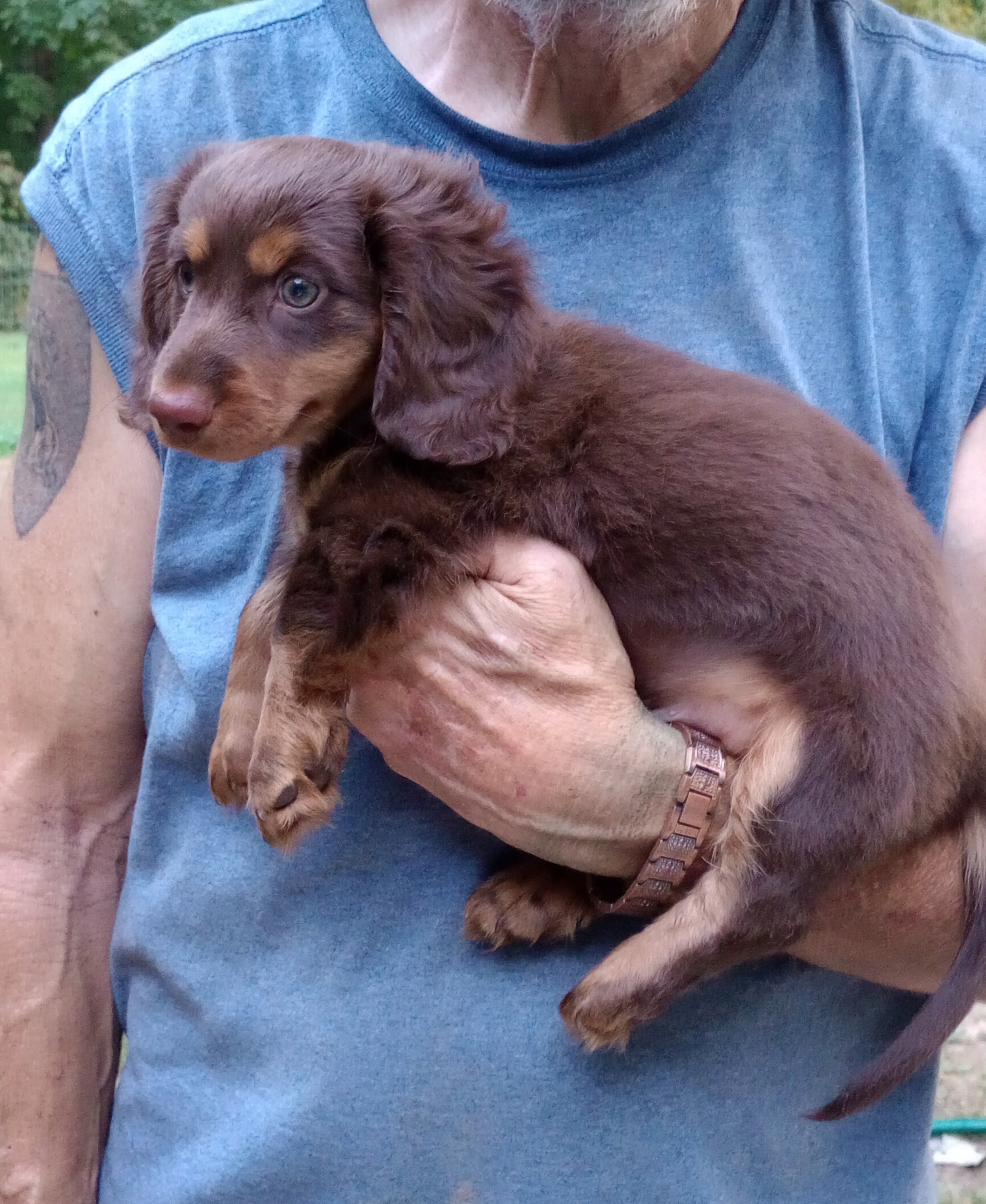 MINI DACHSHUND LONG HAIR CHOC BROWN MALE PUPPY image 1