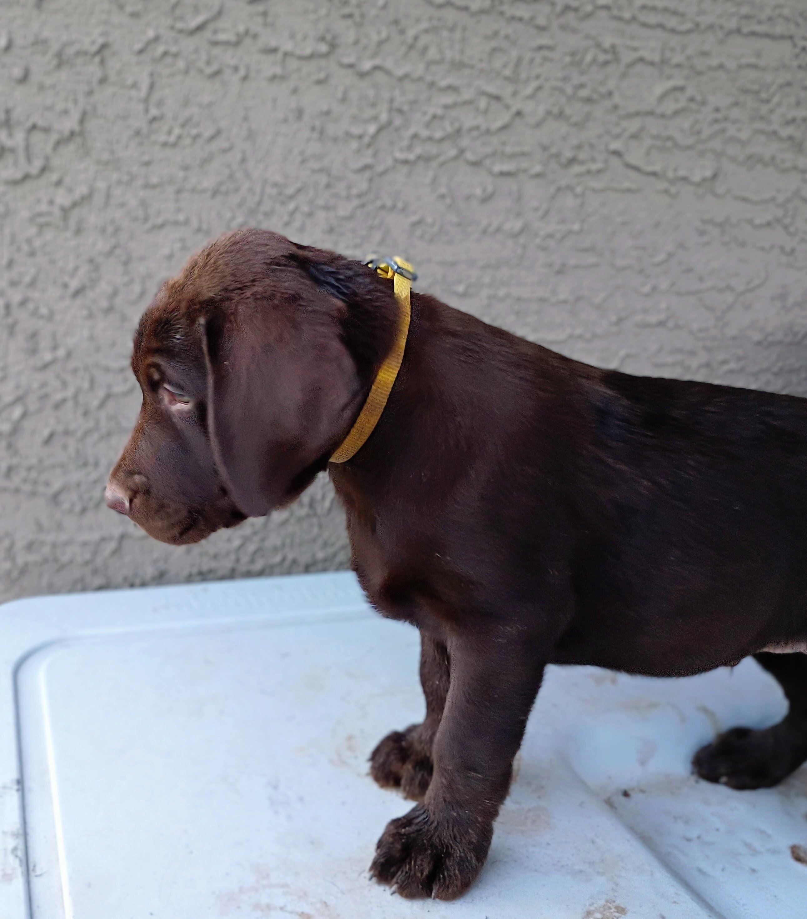 Labrador puppies - AKC image 7