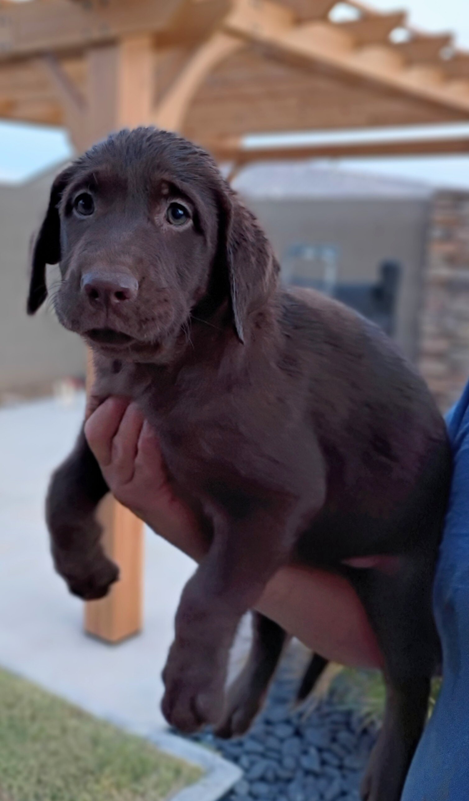 Labrador puppies - AKC image 3
