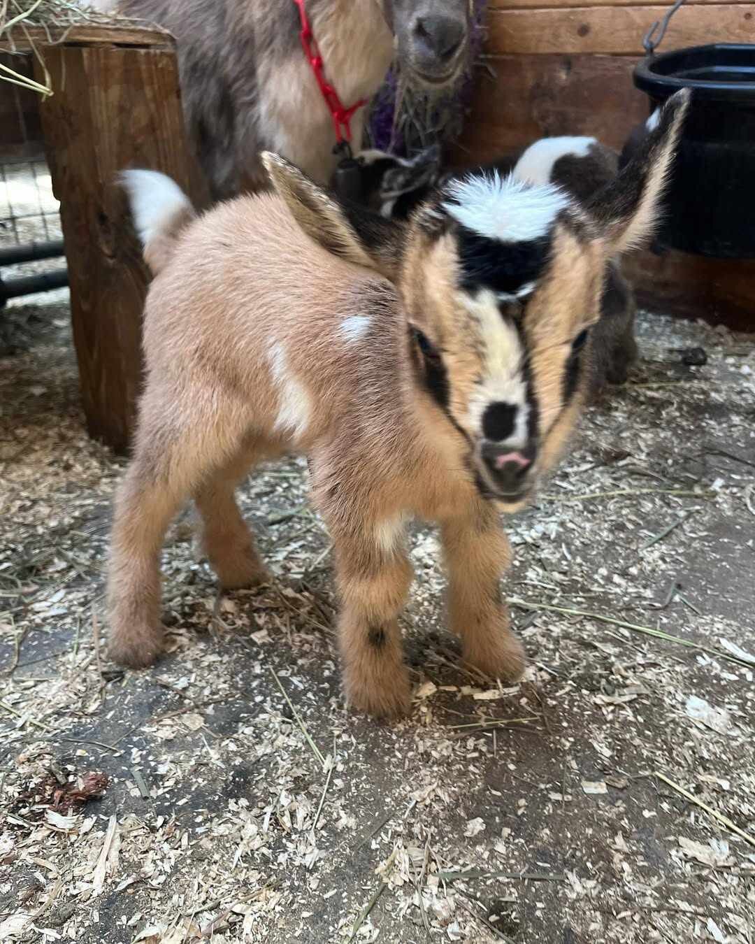 Friendly Nigerian Dwarf Goat Kid – Black & Tan image 4