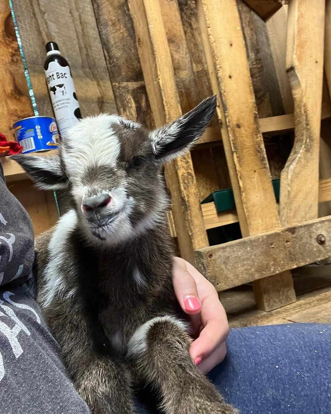 Friendly Nigerian Dwarf Goat Kid – Black & Tan image 3