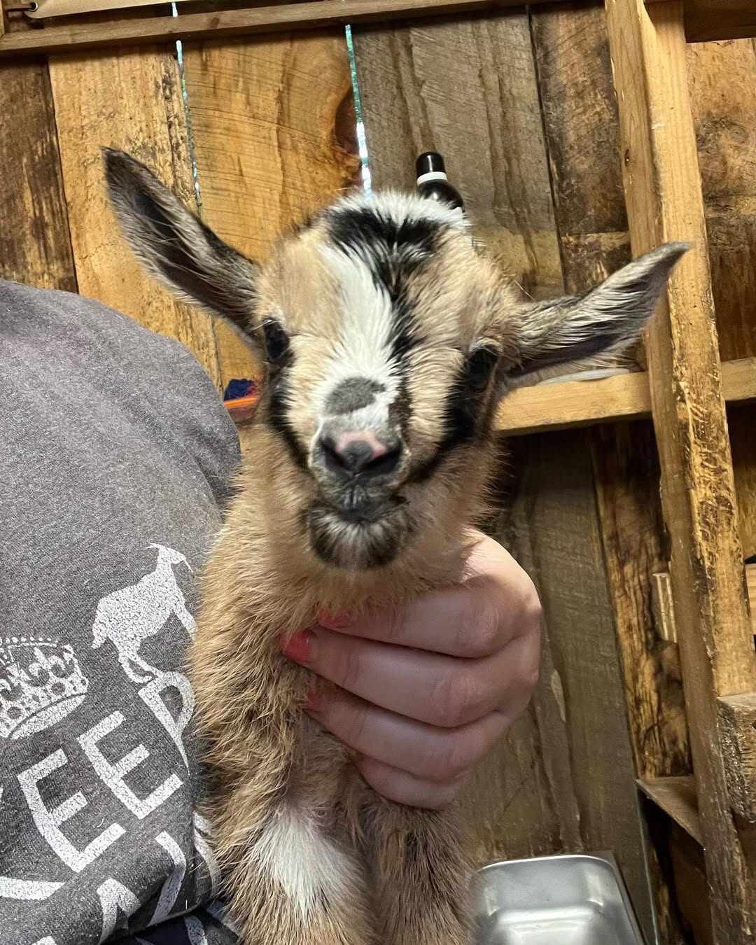 Friendly Nigerian Dwarf Goat Kid – Black & Tan image 2