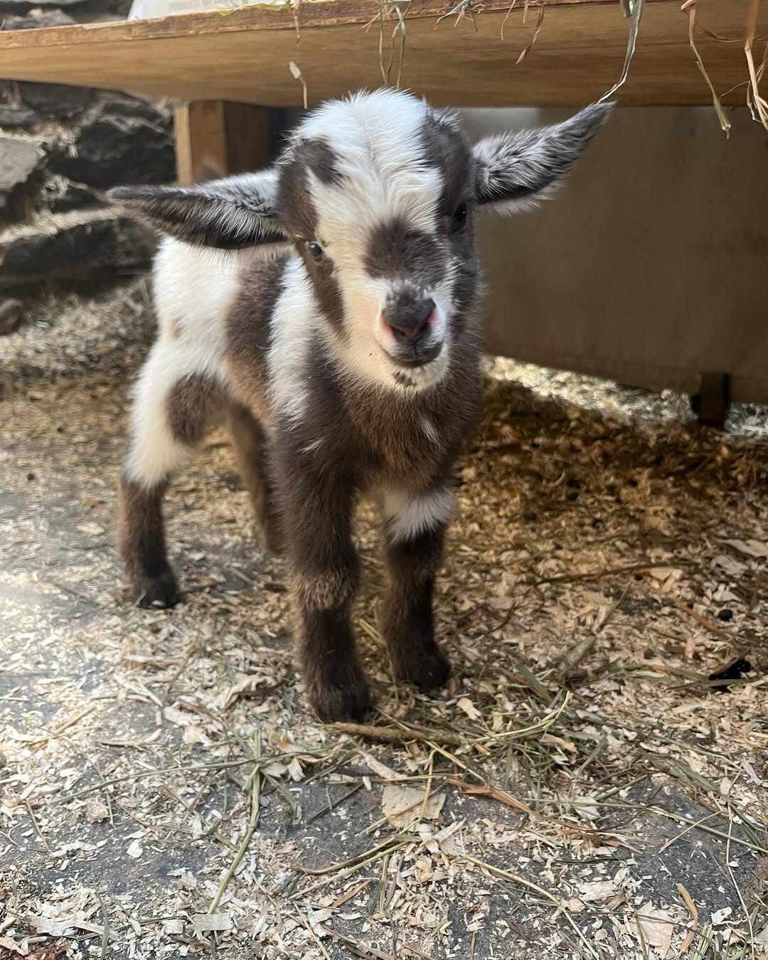 Friendly Nigerian Dwarf Goat Kid – Black & Tan image 1