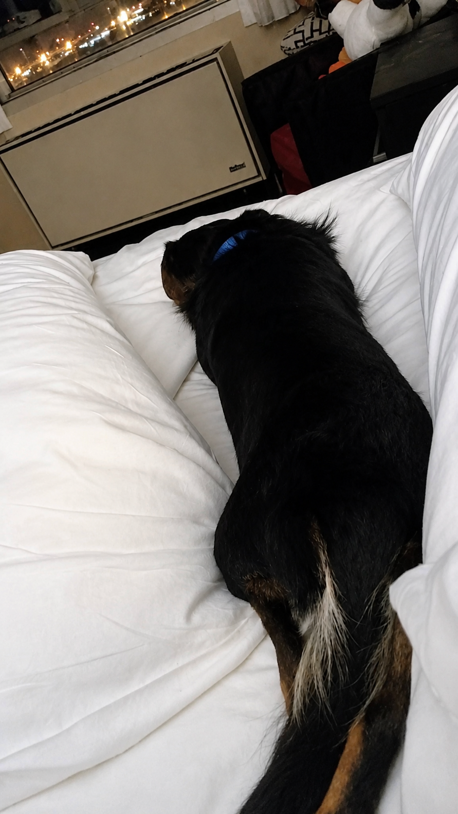 Friendly Black & Tan Shepherd Mix – Young Adult image 2