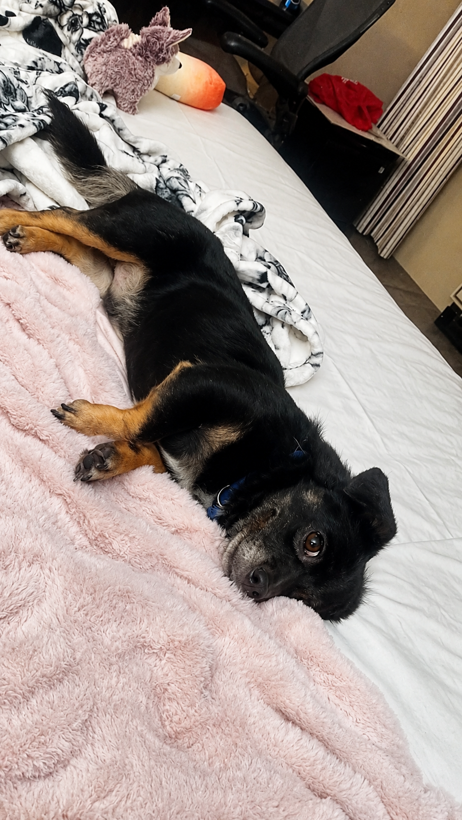 Friendly Black & Tan Shepherd Mix – Young Adult image 1