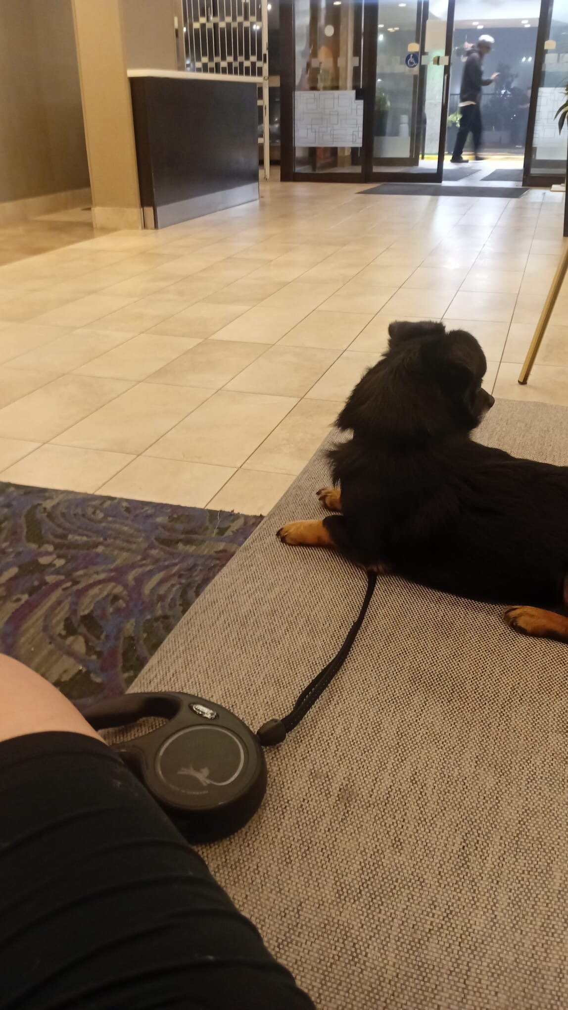 Friendly Black & Tan Shepherd Mix – Young Adult image 3