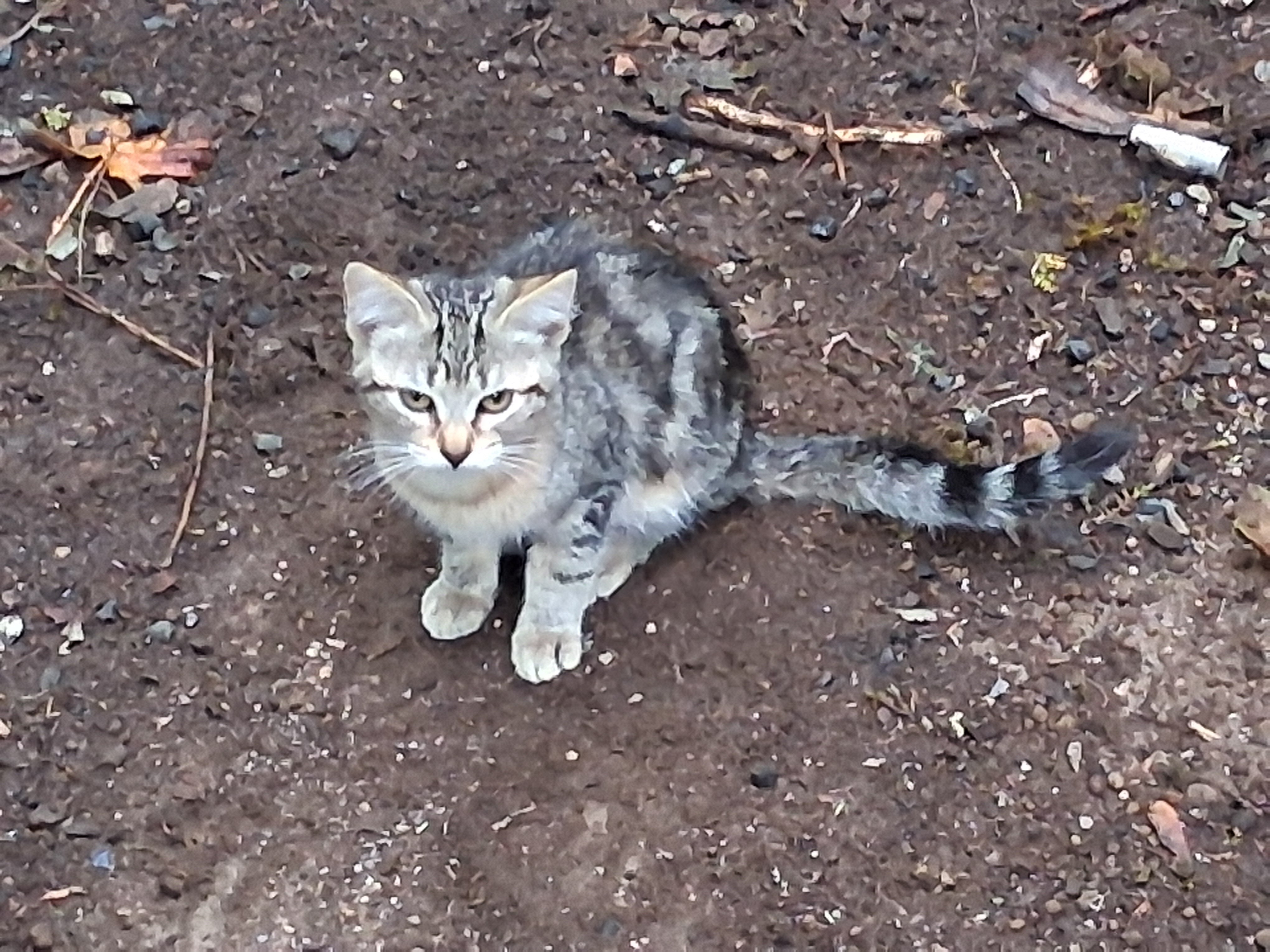 BengCoon kittens image 1