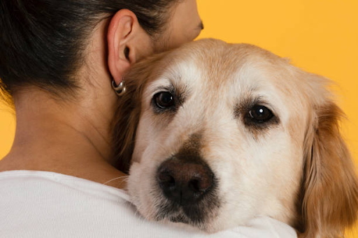 Reliable Overnight Pet Sitting & In-Home Pet Care image 1