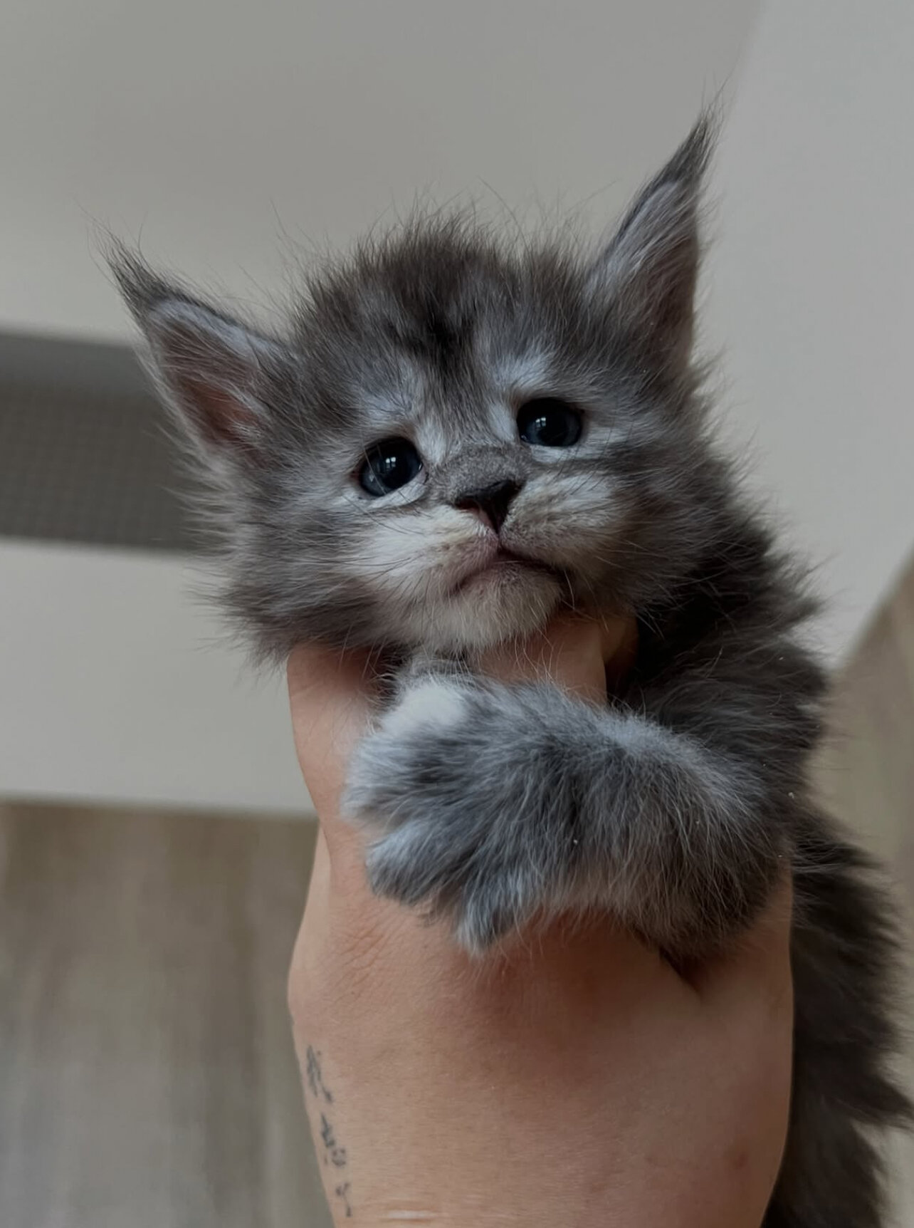 Home trained Maine coon kittens for you. image 1