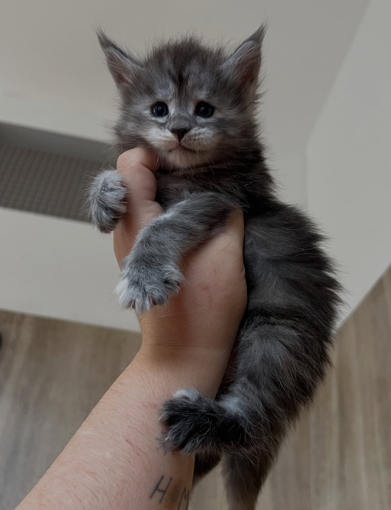 Home trained Maine coon kittens for you. image 2