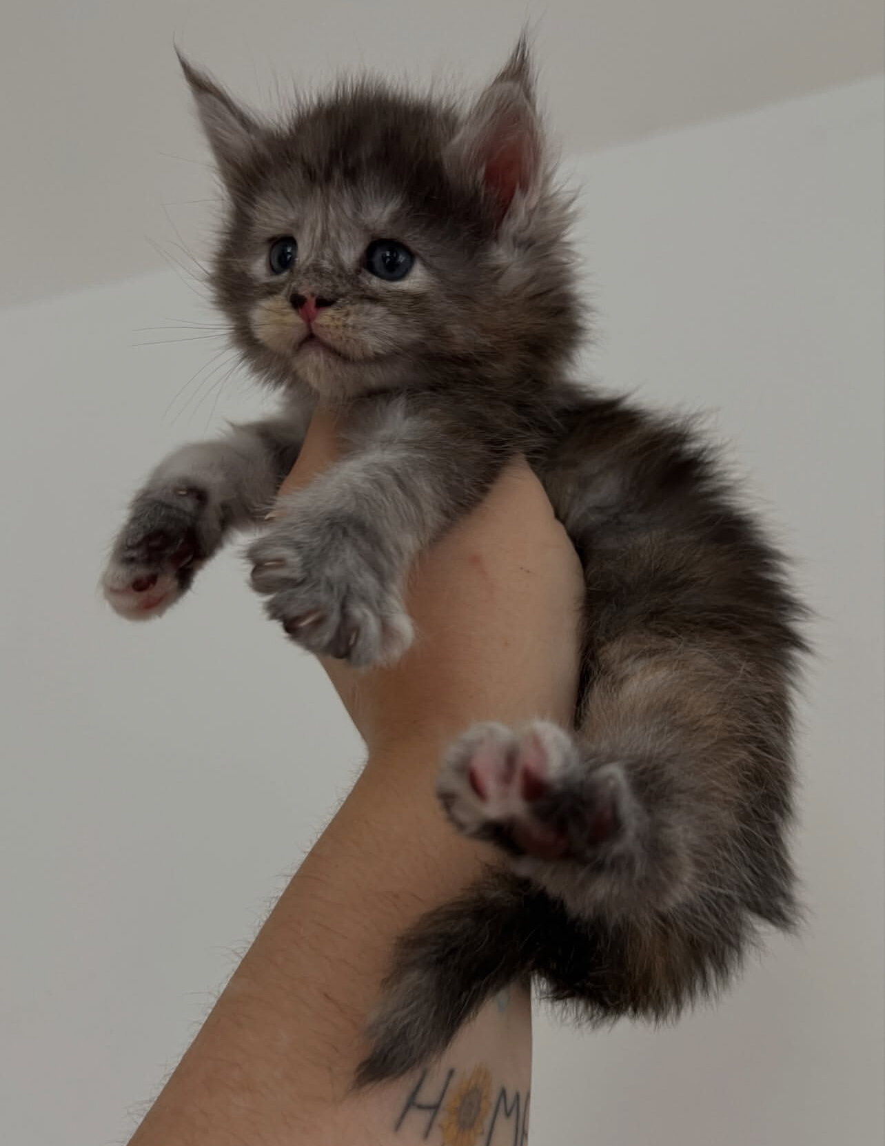 Home trained Maine coon kittens for you. image 3