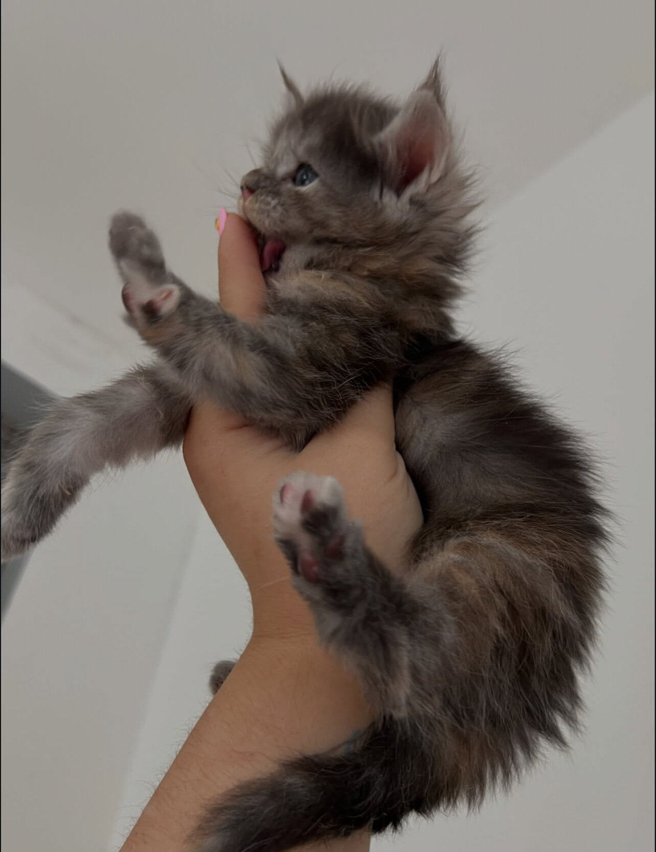 Home trained Maine coon kittens for you. image 4