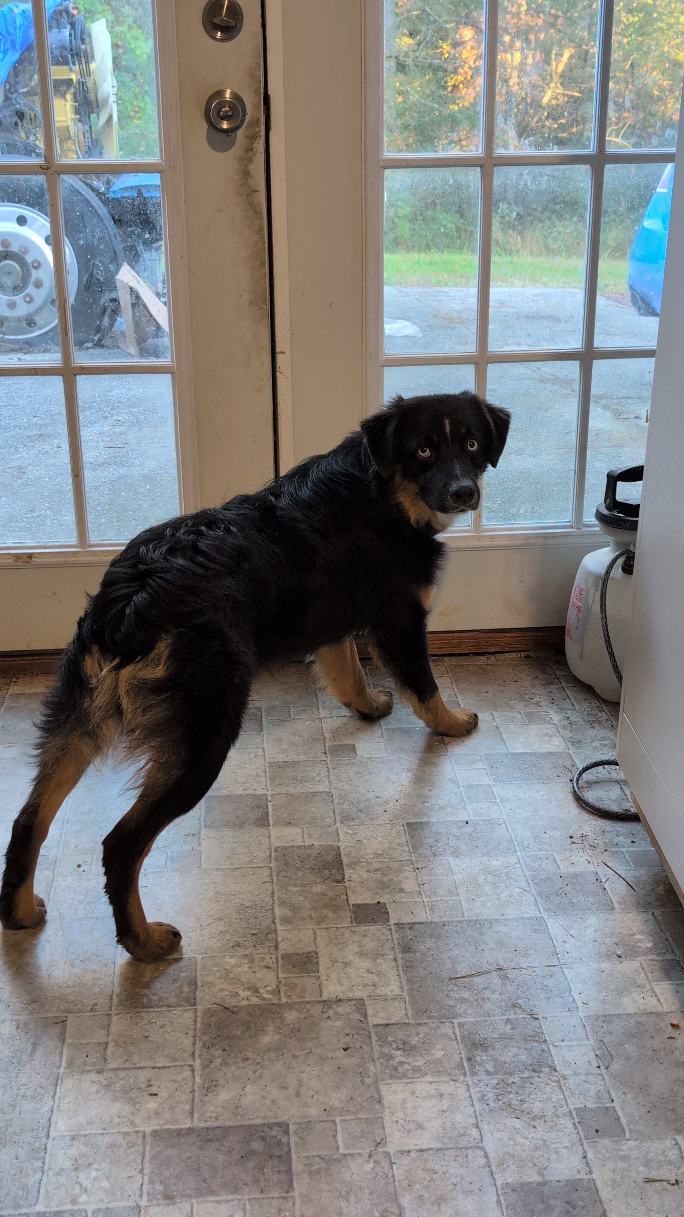 Young Australian Shepherd Dog image 1