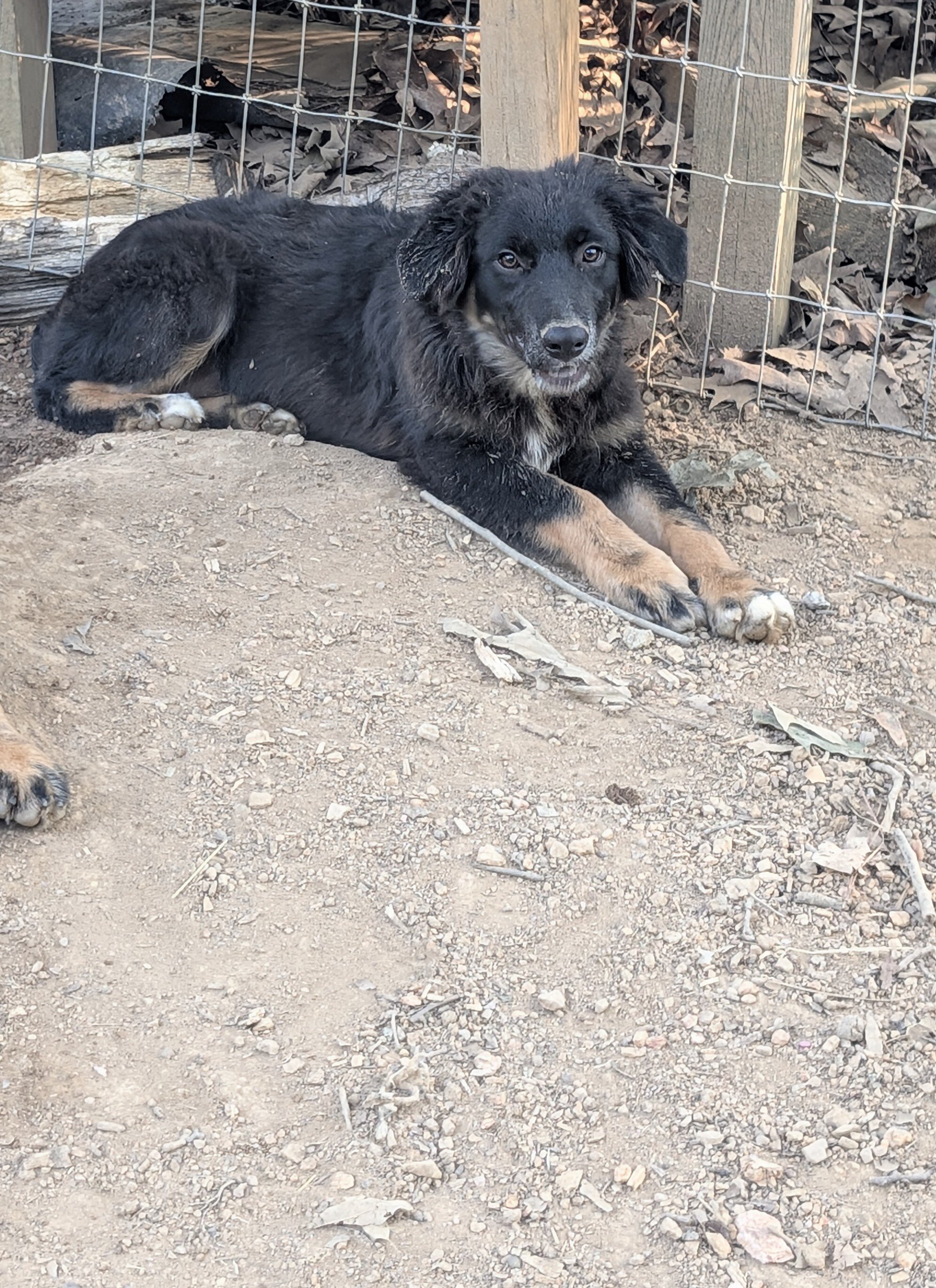 Young Australian Shepherd Dog image 3