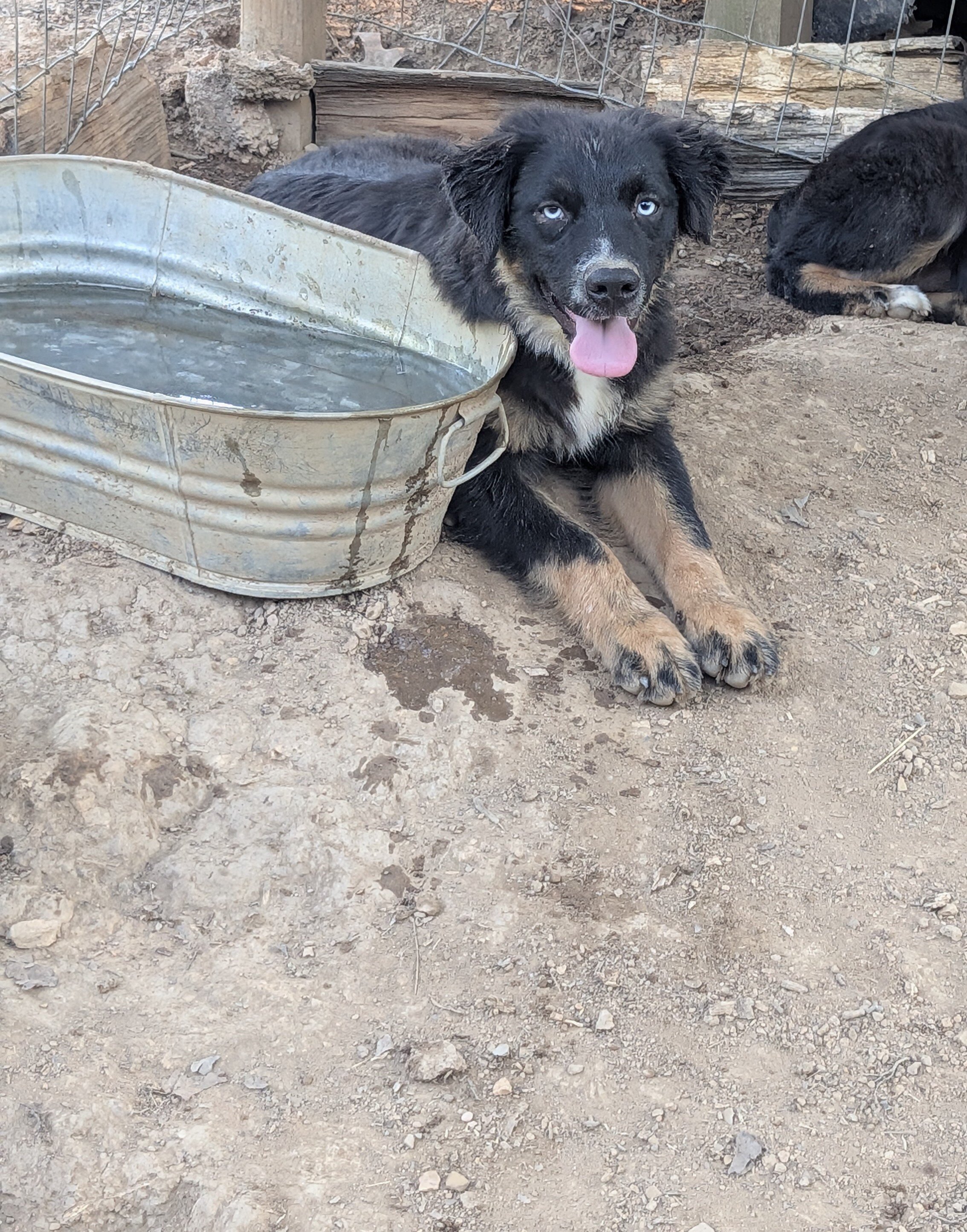 Young Australian Shepherd Dog image 2