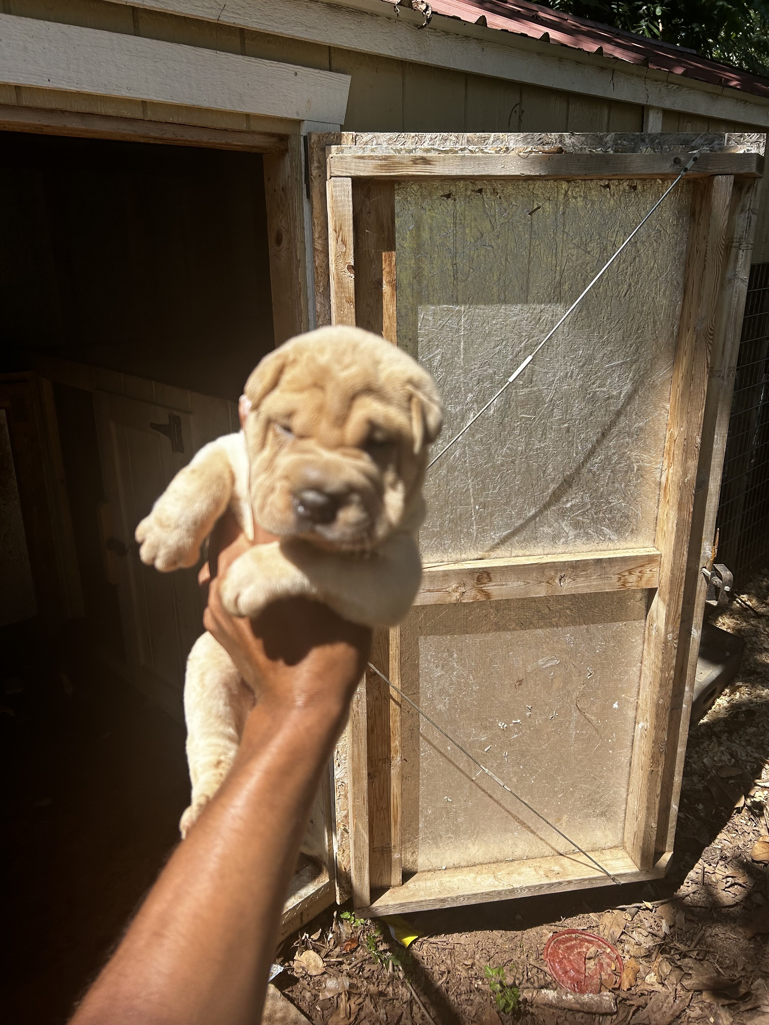 Shar pei pups image 1
