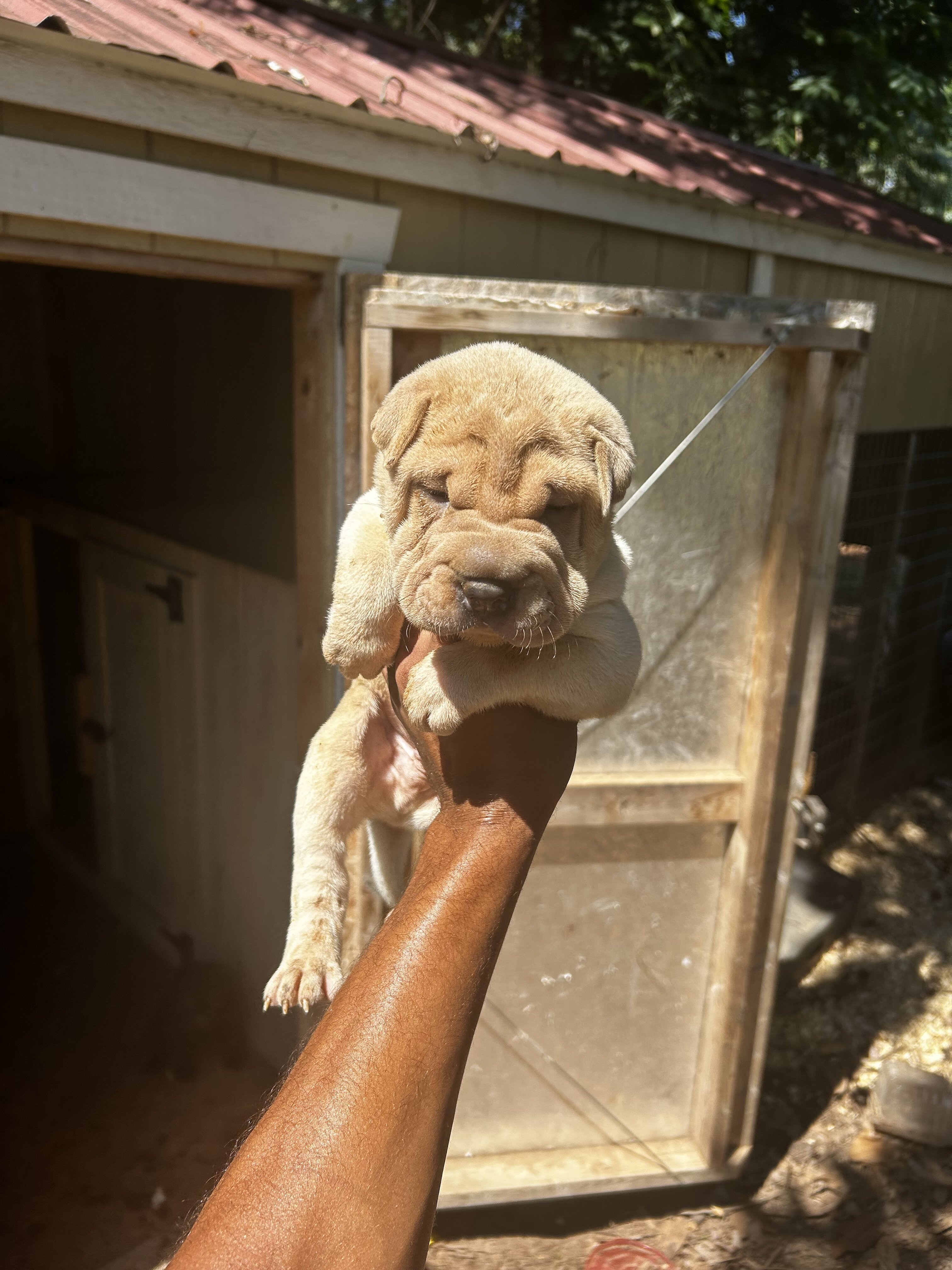 Shar pei pups image 2