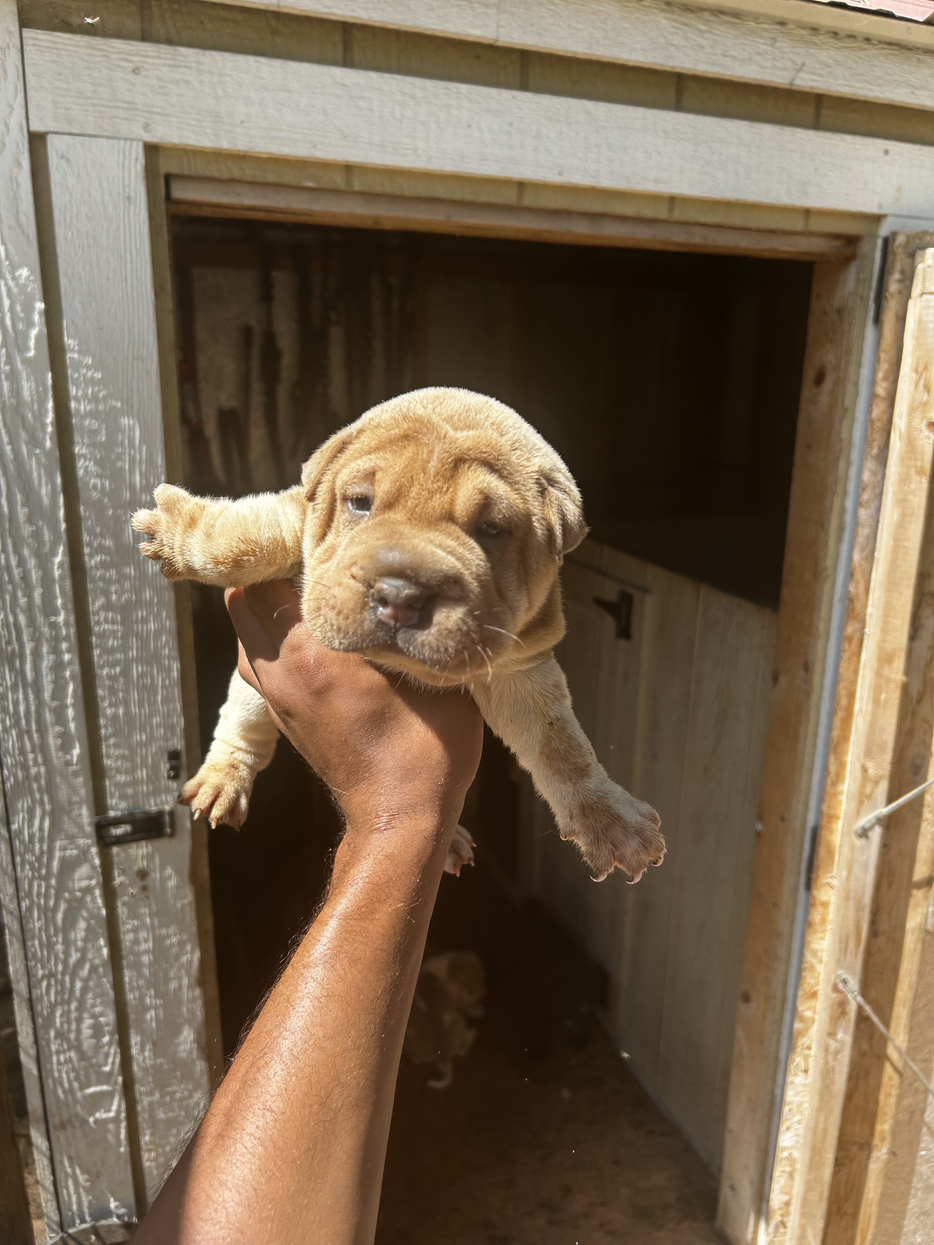 Shar pei pups image 5