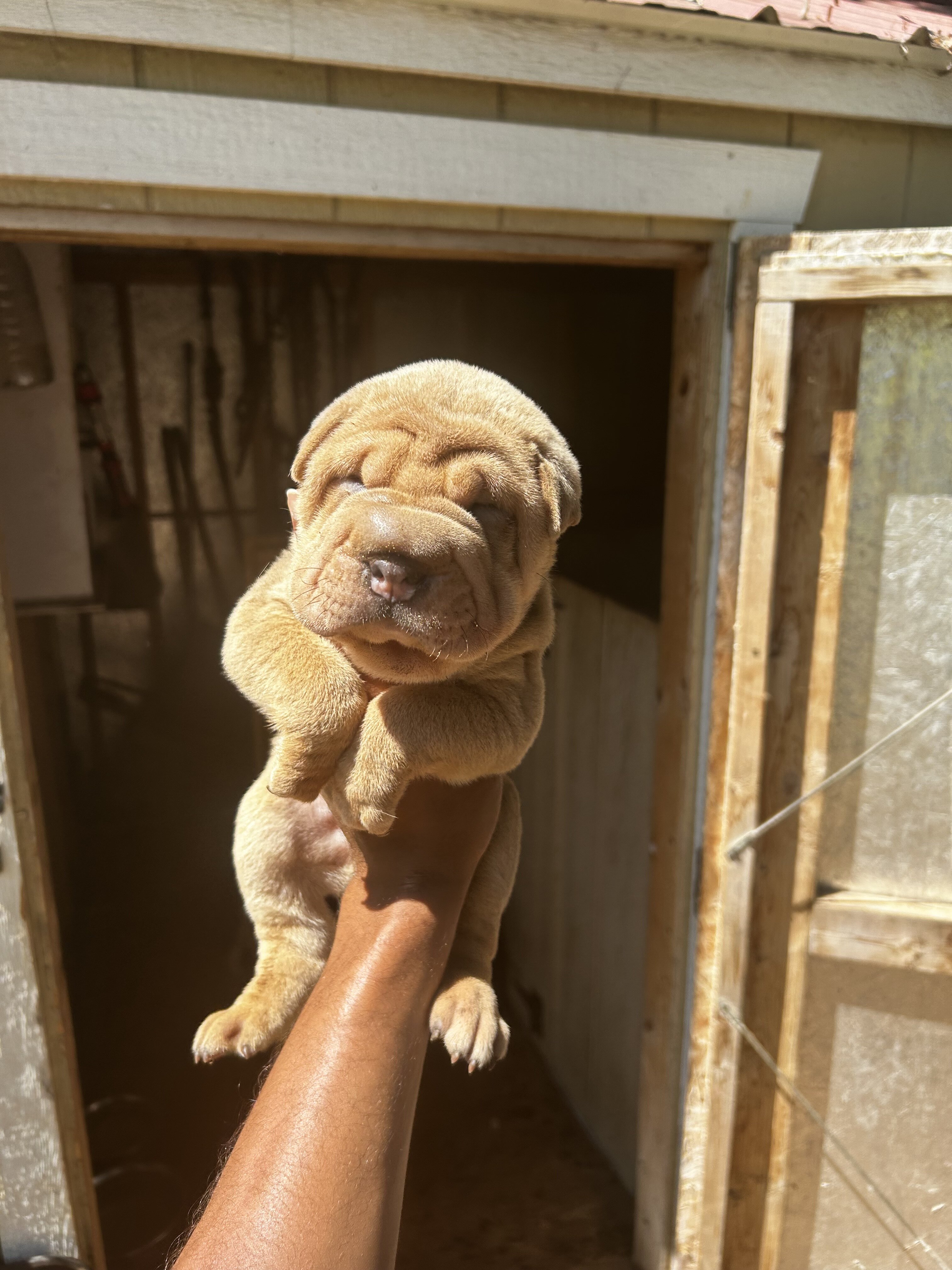 Shar pei pups image 4
