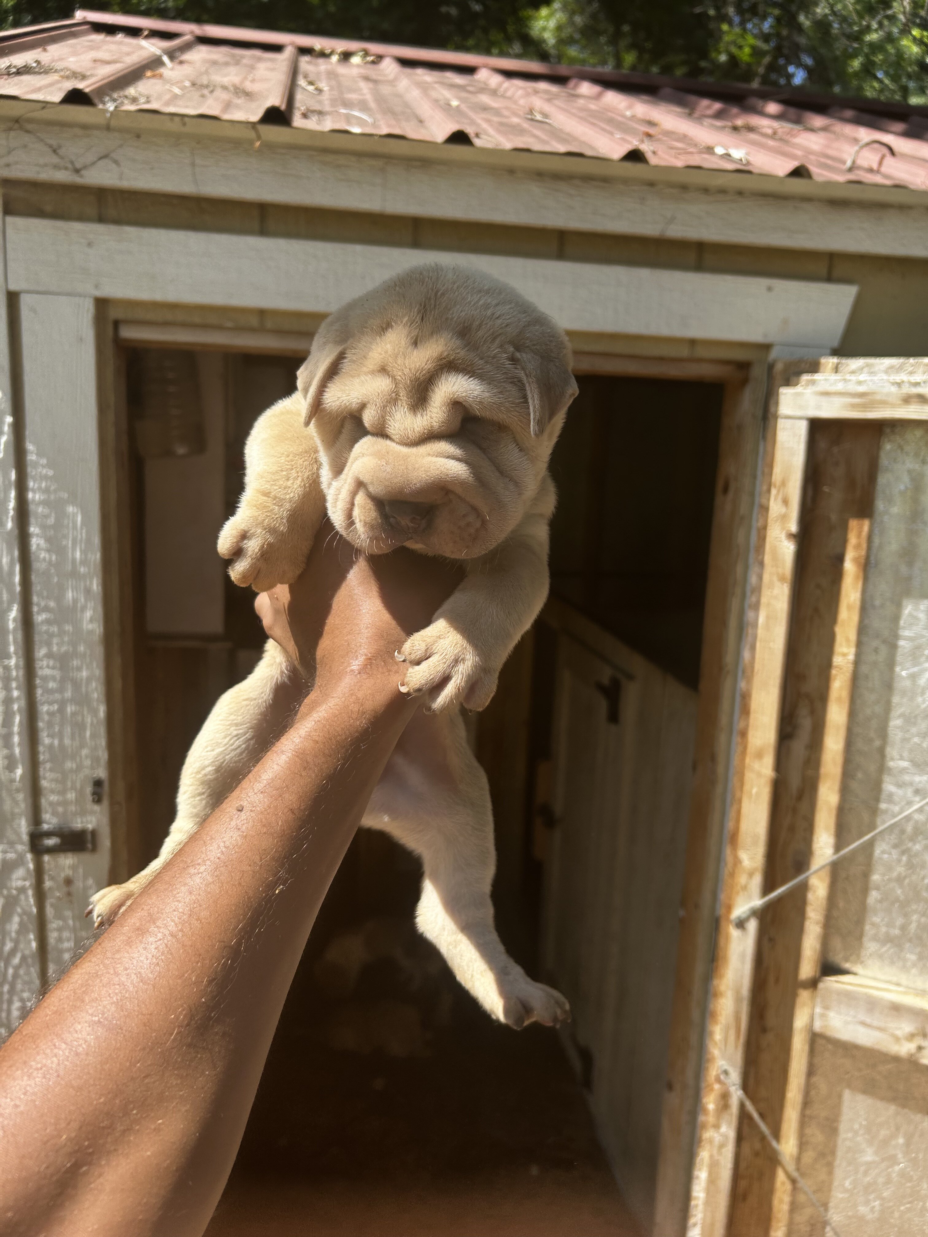 Shar pei pups image 3