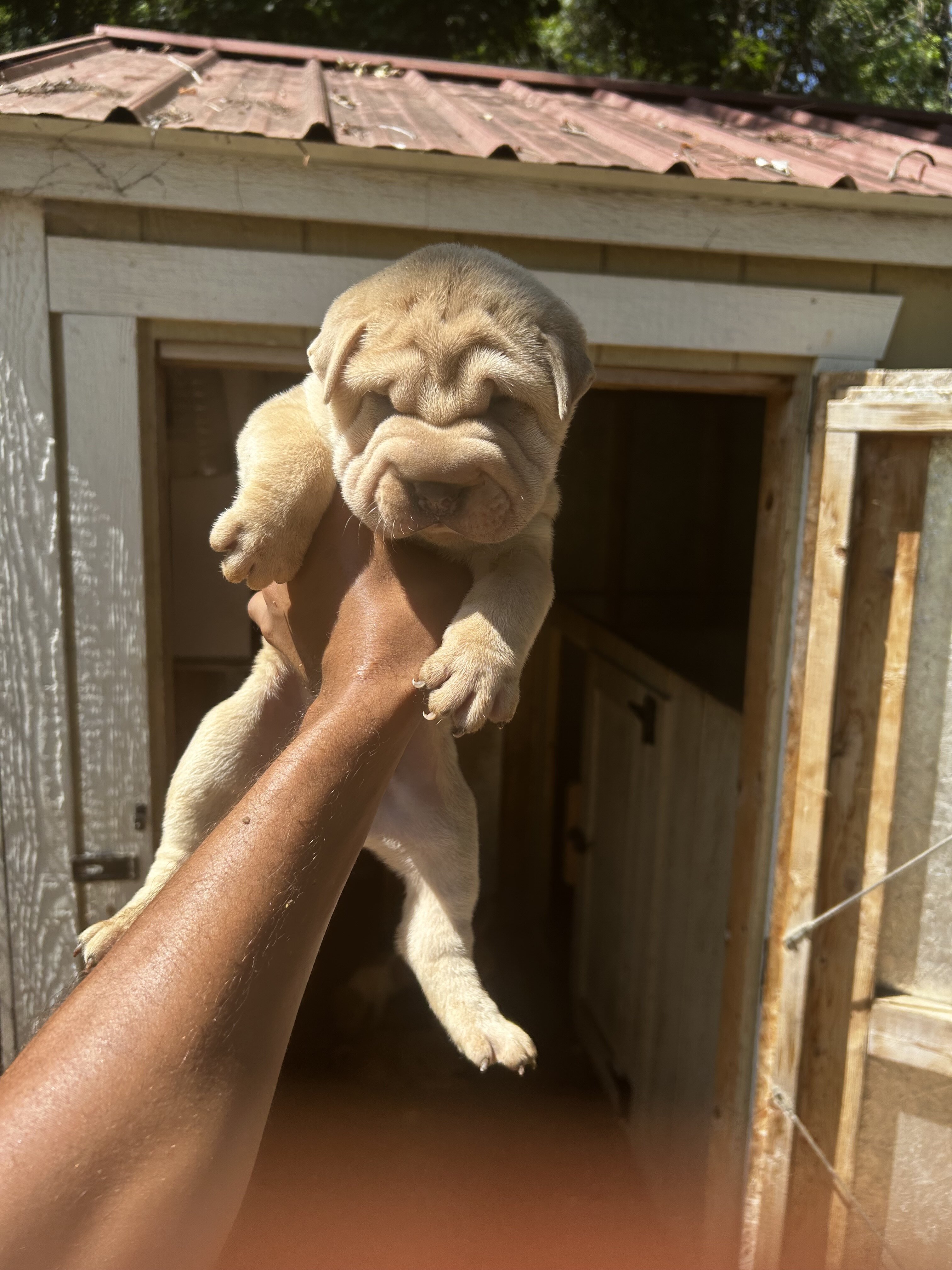 Shar pei pups image 6
