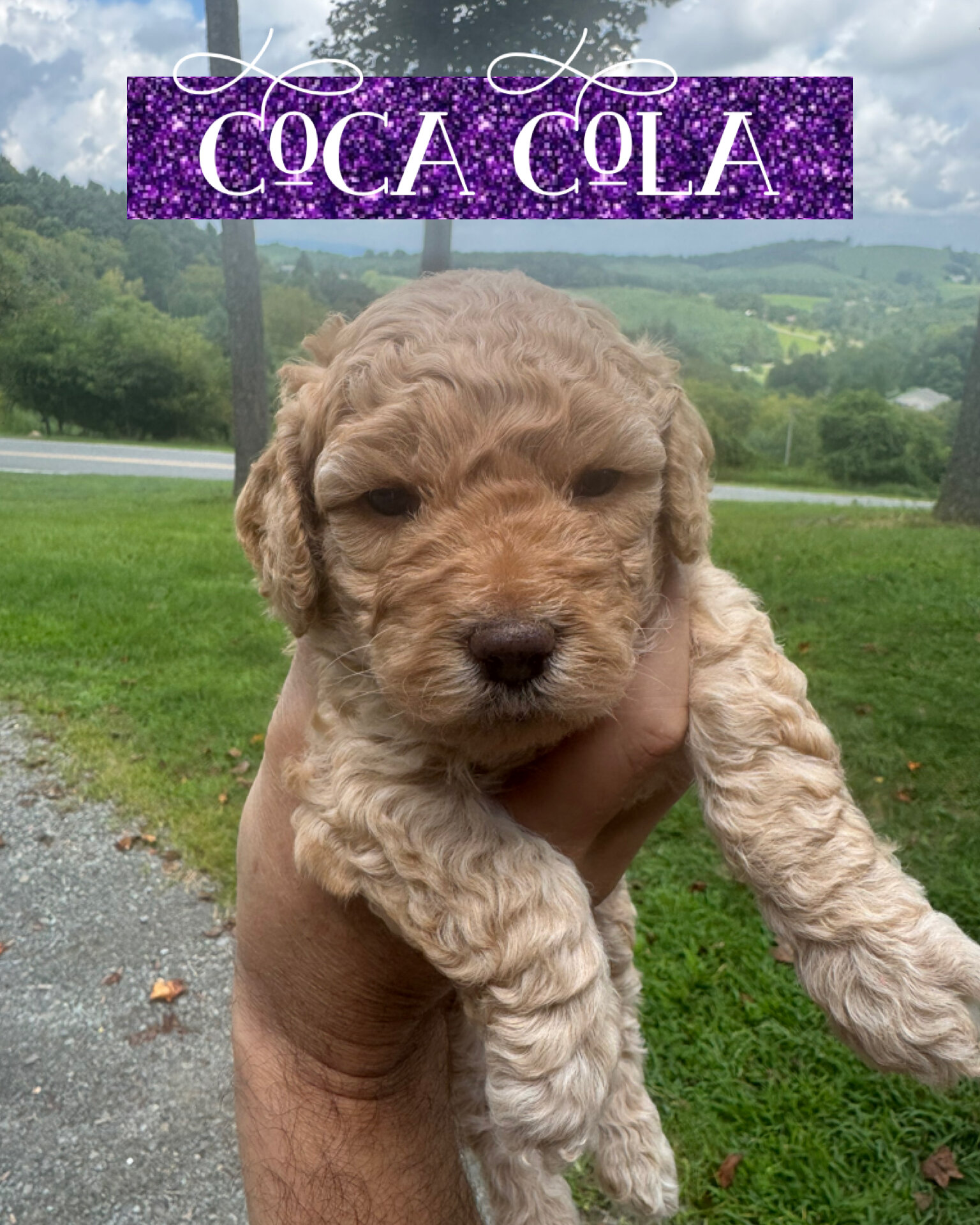 Multigenerational Mini Golden Doodles image 1