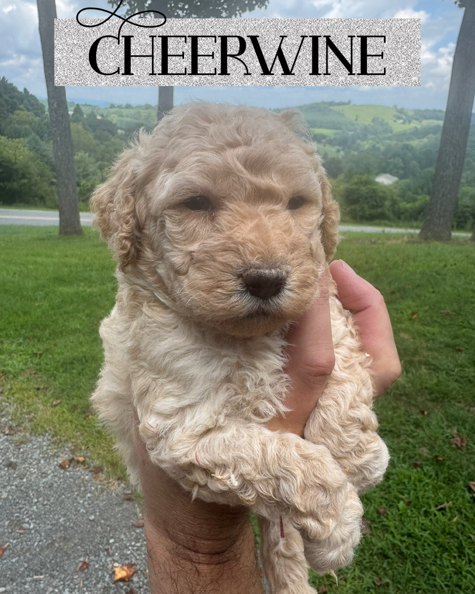 Multigenerational Mini Golden Doodles image 2